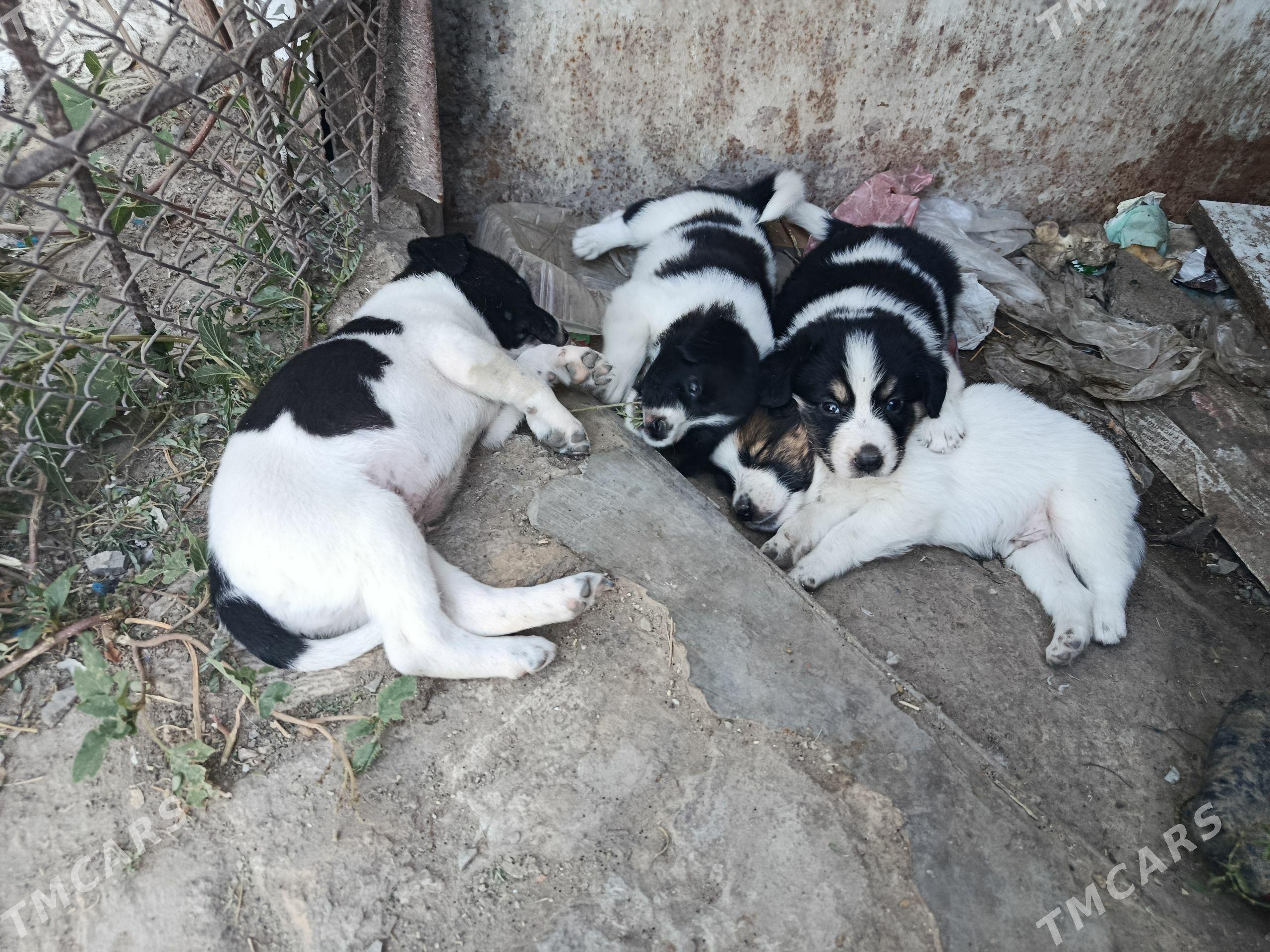 Щенки - Чарджоу - img 1