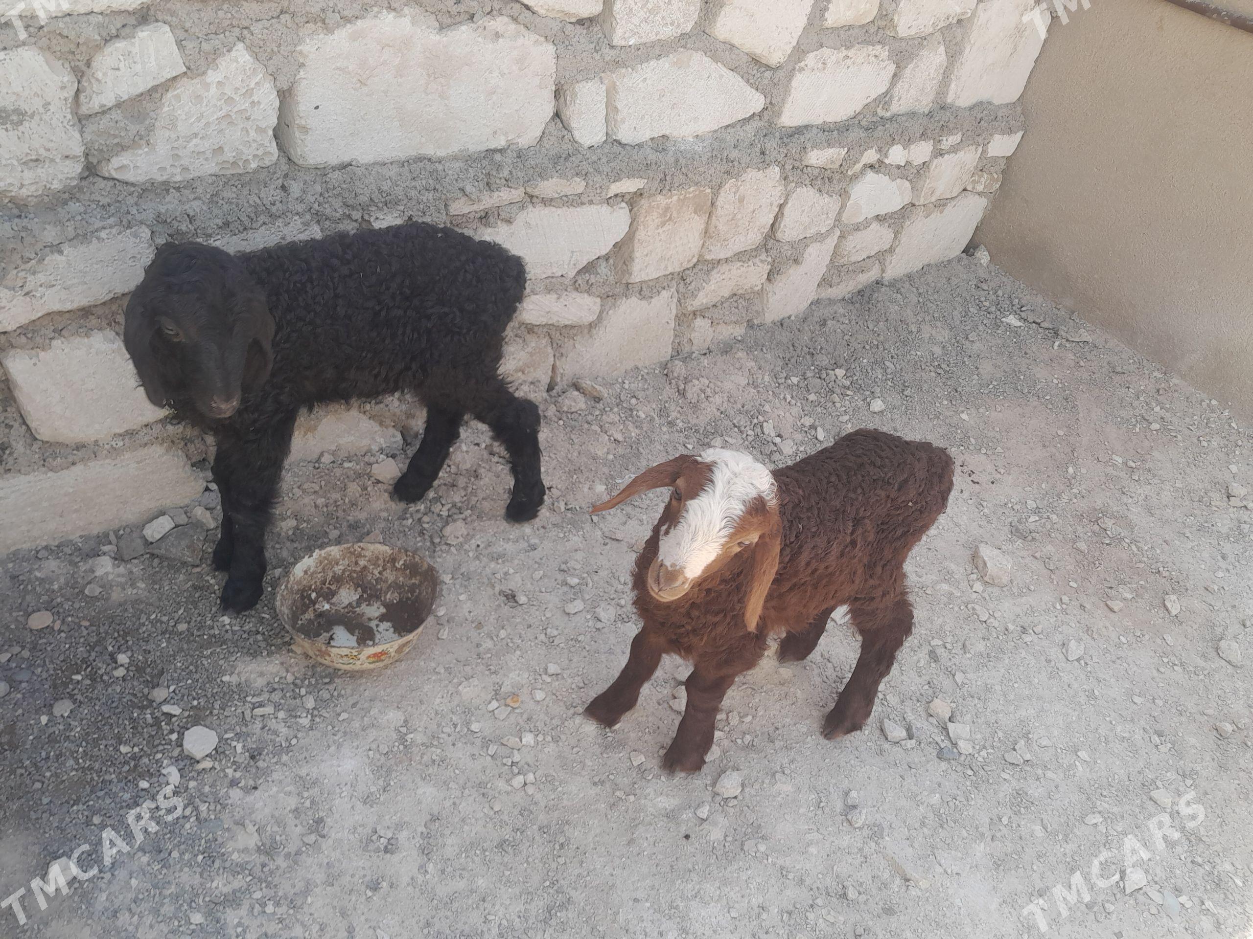 guzy - Türkmenbaşy - img 1