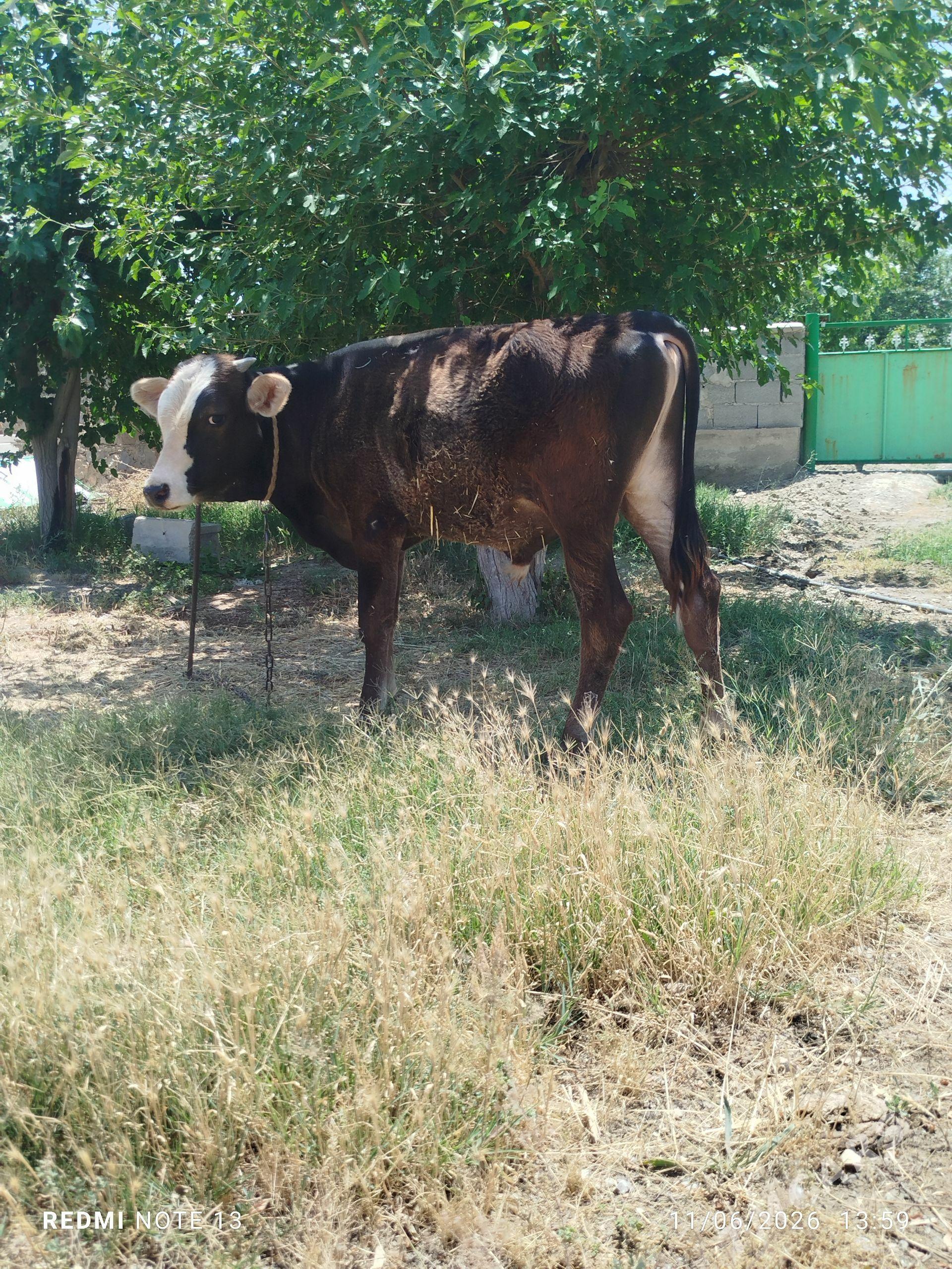 öküz - Бахарден - img 1