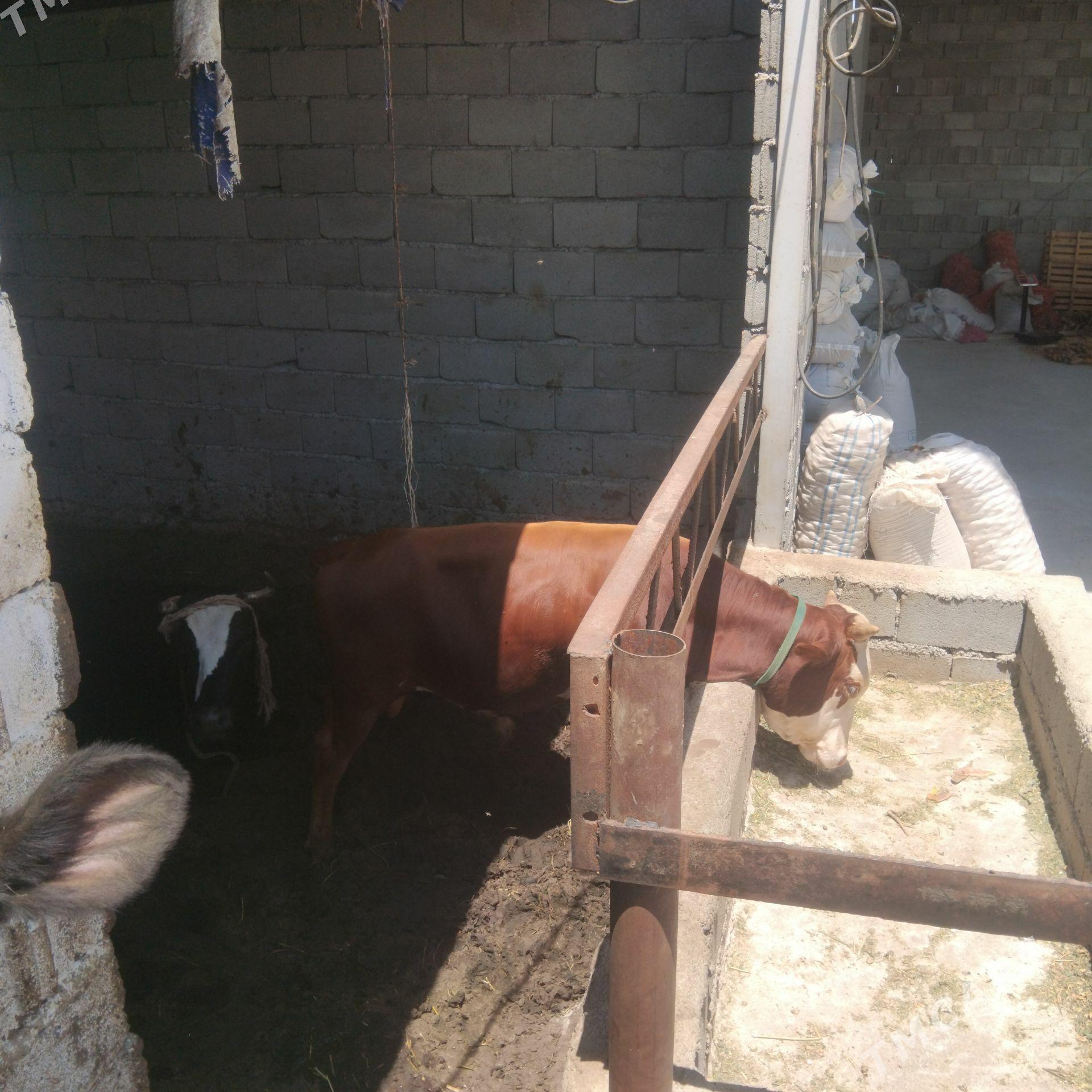 ökiz - Gökdepe - img 1