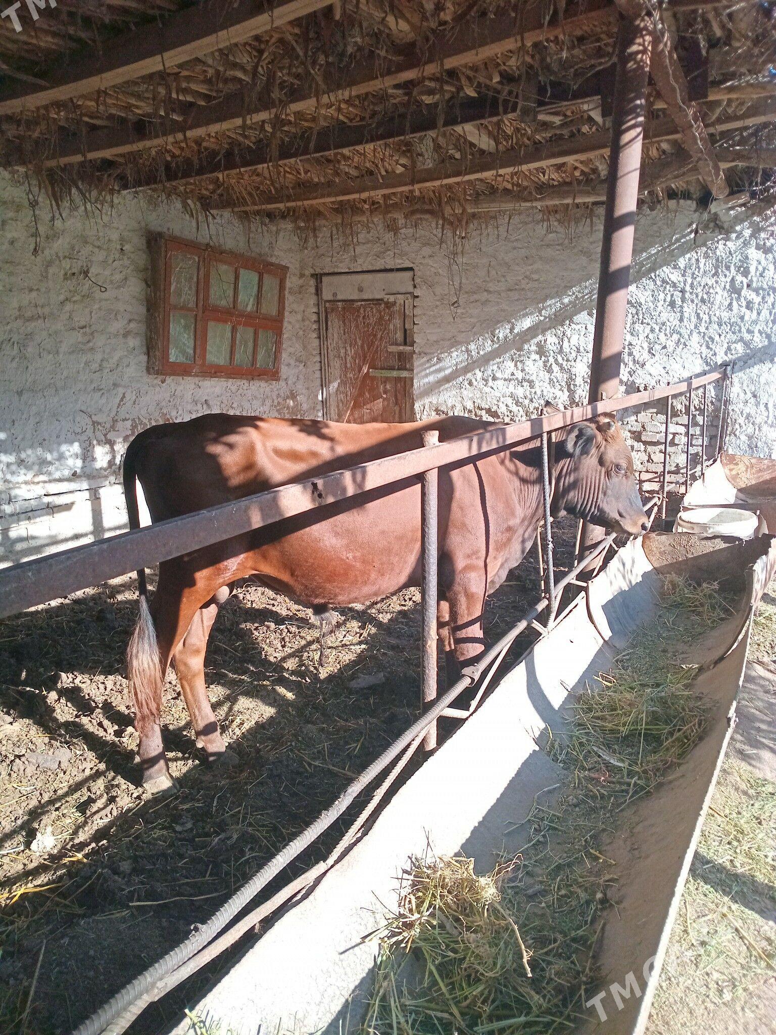 окуз - Türkmenabat - img 1