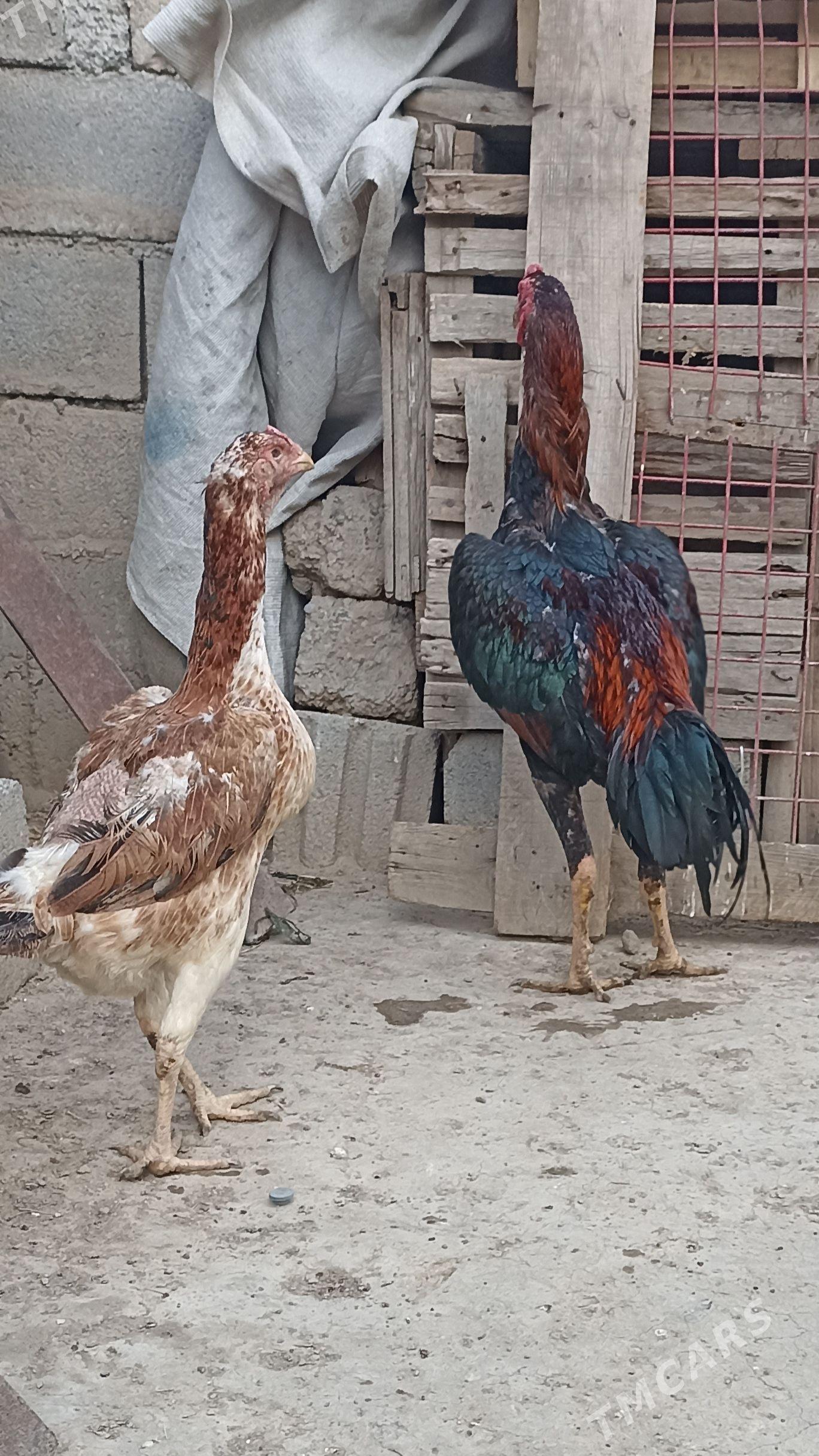 Tasgent horaz - Aşgabat - img 1
