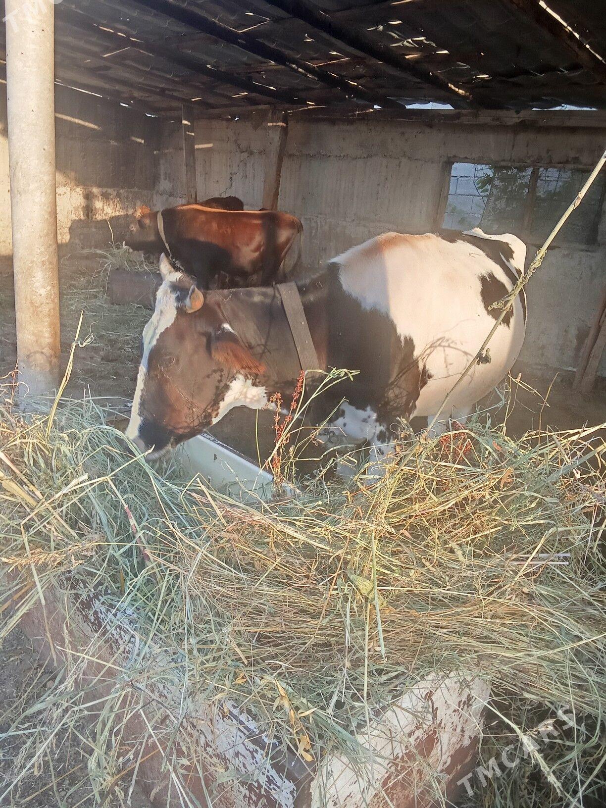goleli sygyr - Gökdepe - img 1