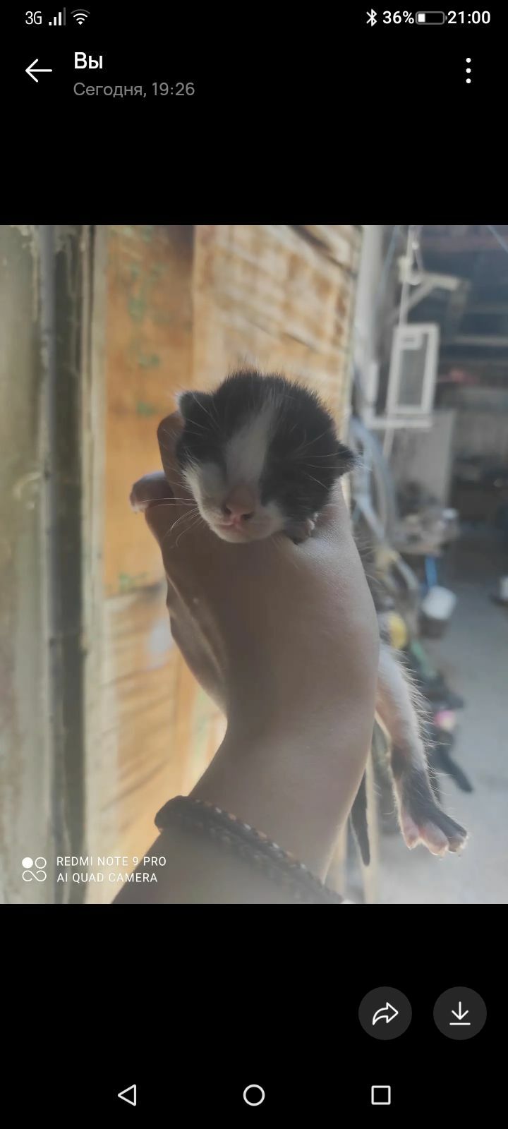 Кошка с котятами ищет дом - Hitrowka - img 1