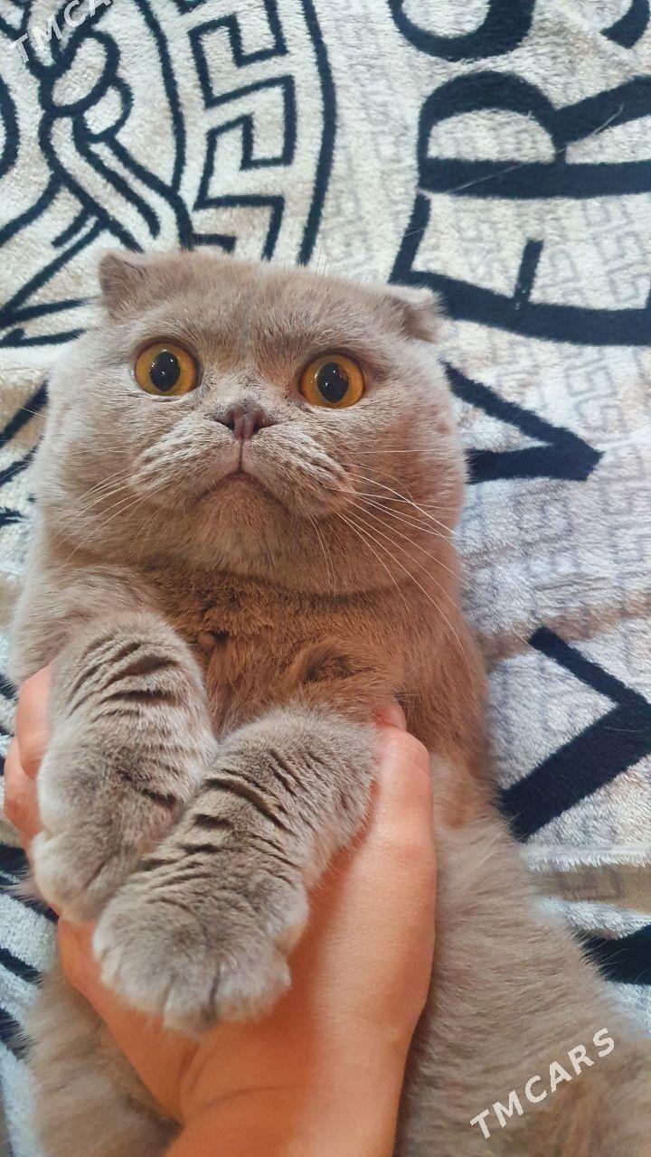 Шотландские килты КОТЫ - Ашхабад - img 1