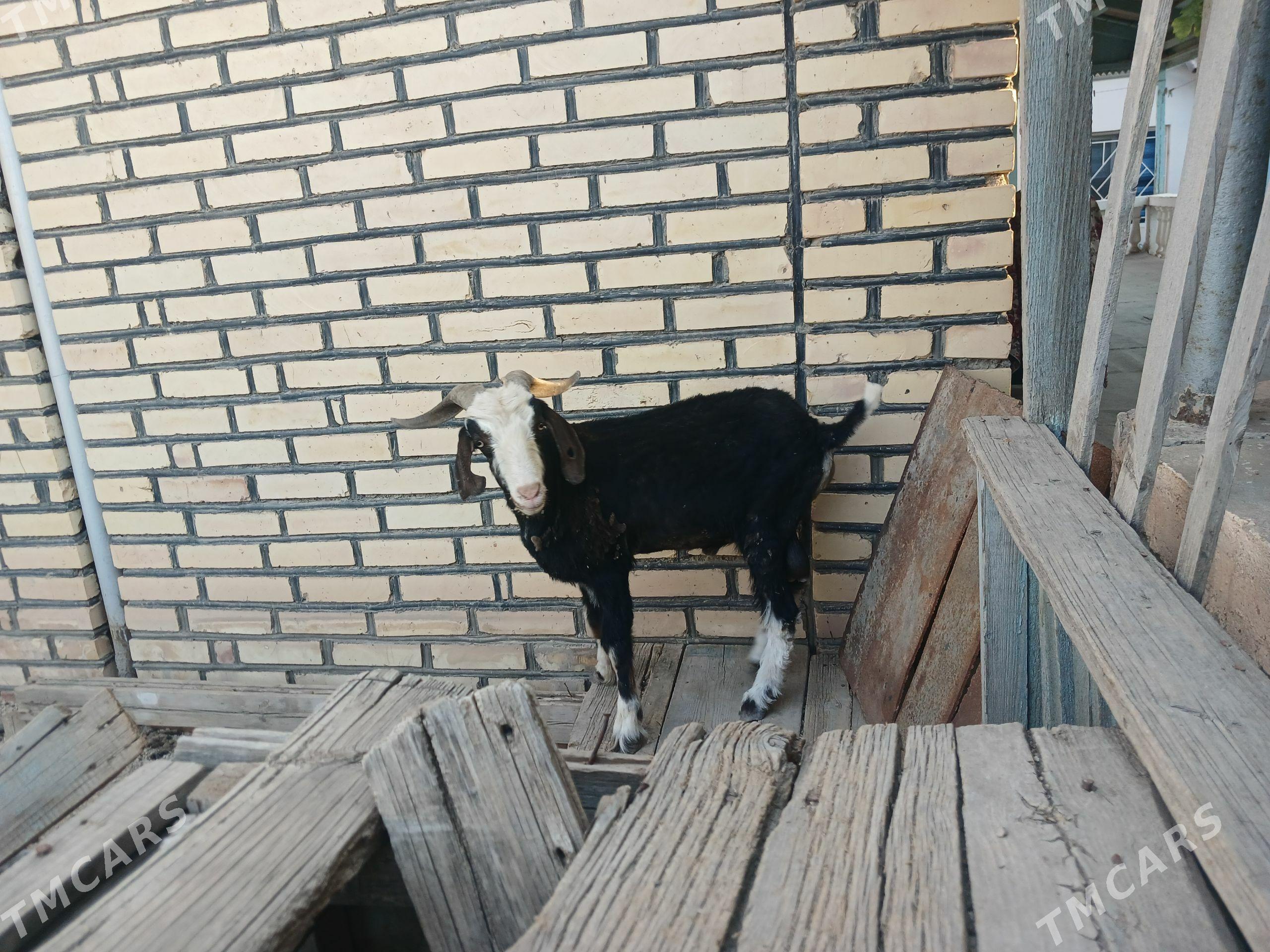 Geçi - Balkanabat - img 1