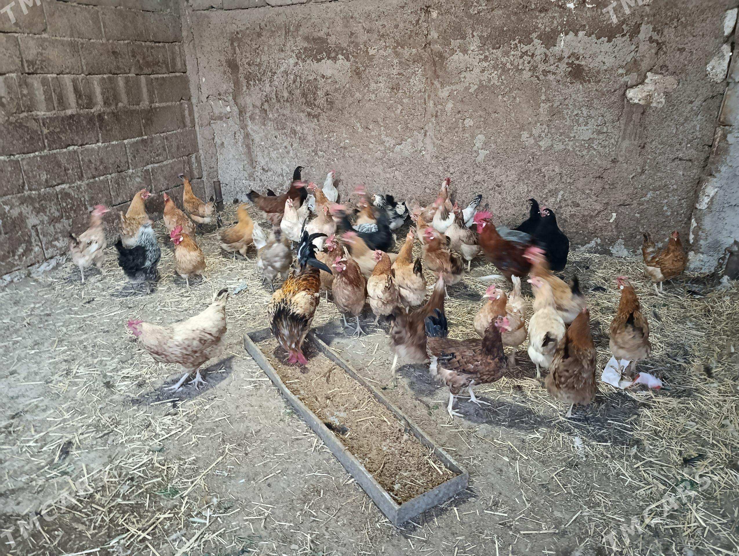 towuklar - Туркменбаши - img 1