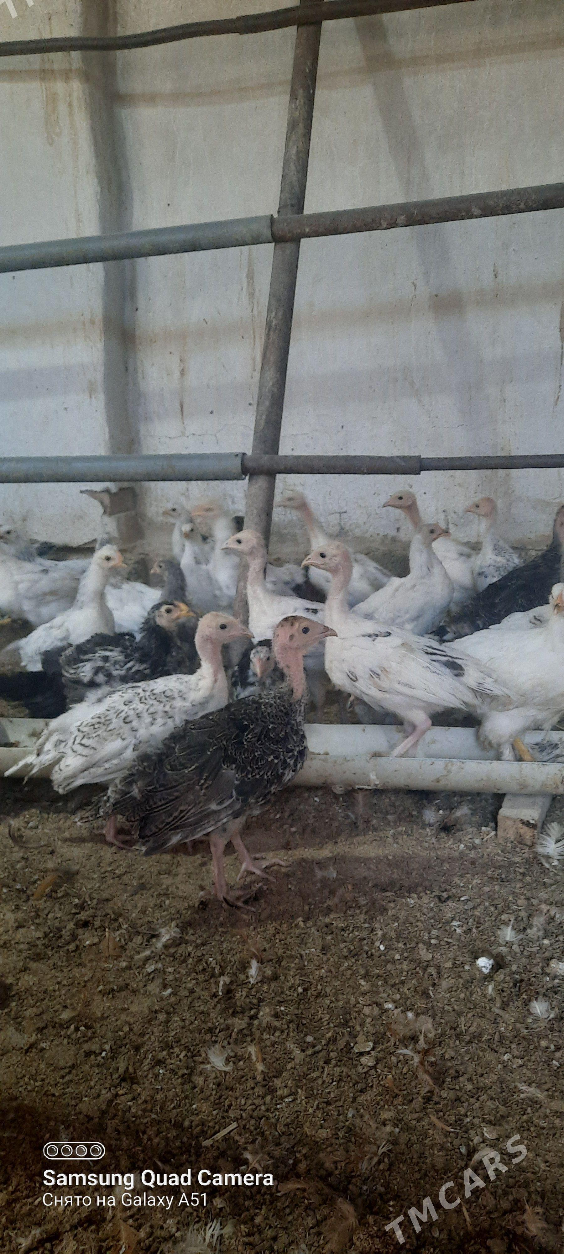 induk we balgar jüjeler - Теджен - img 1