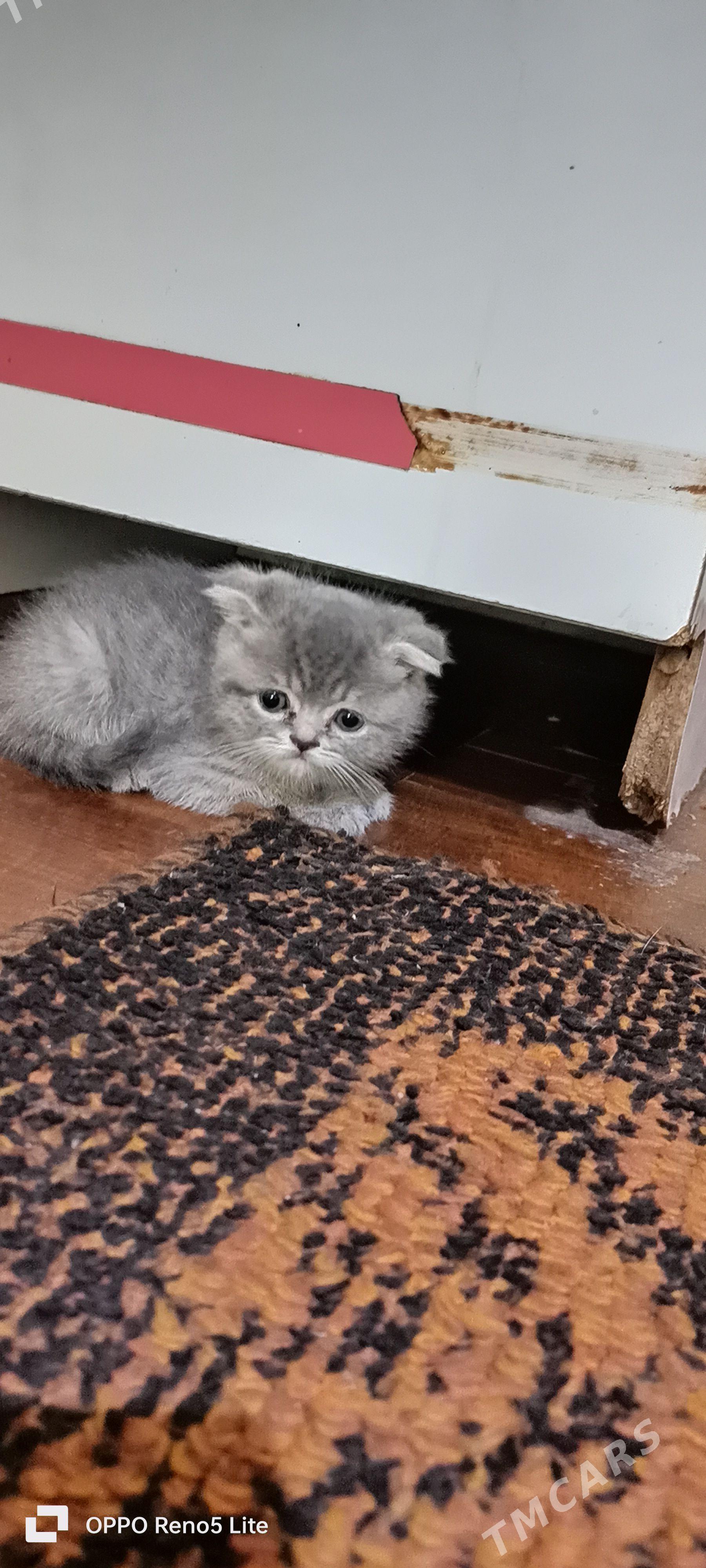 котенок вислоухий - Гарабекевюл - img 1
