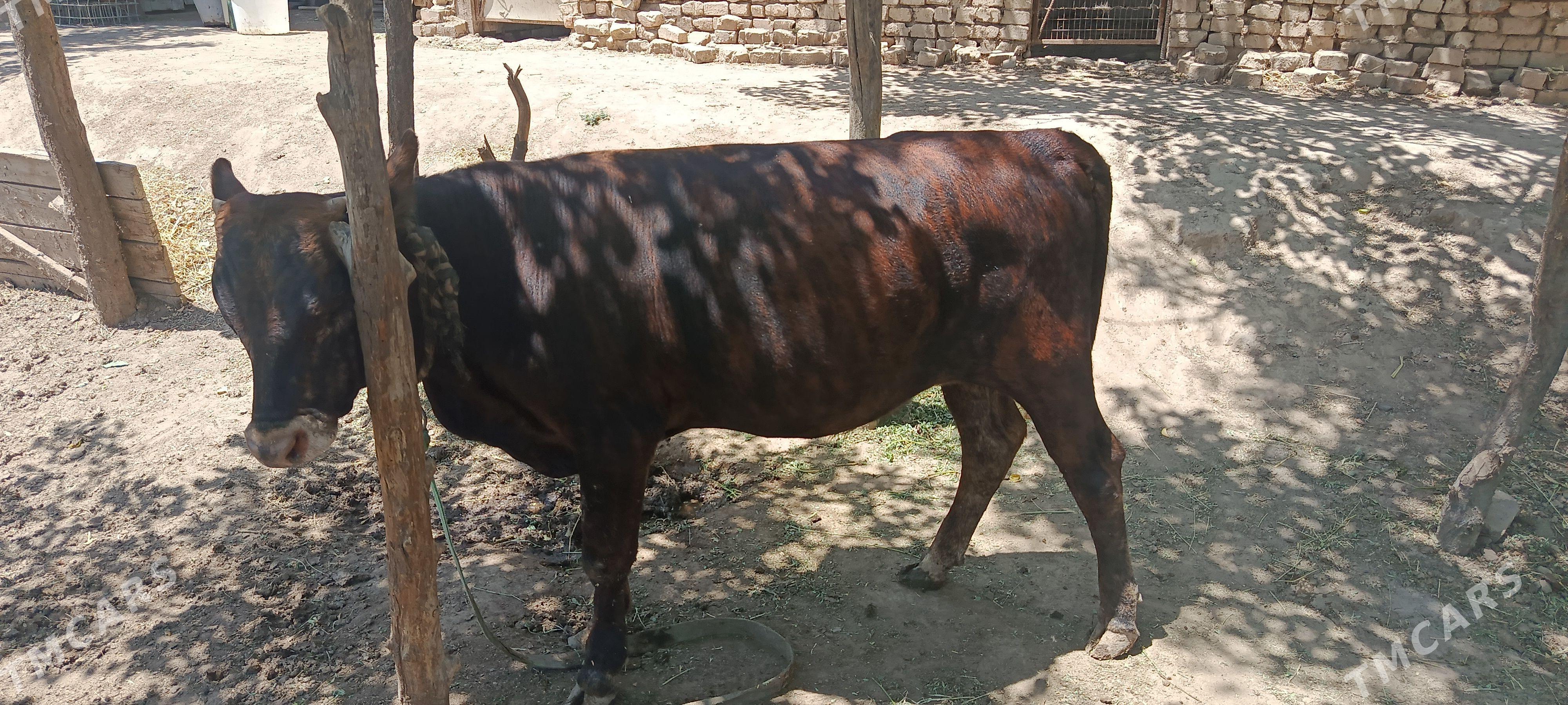 Göle - Wekilbazar - img 1