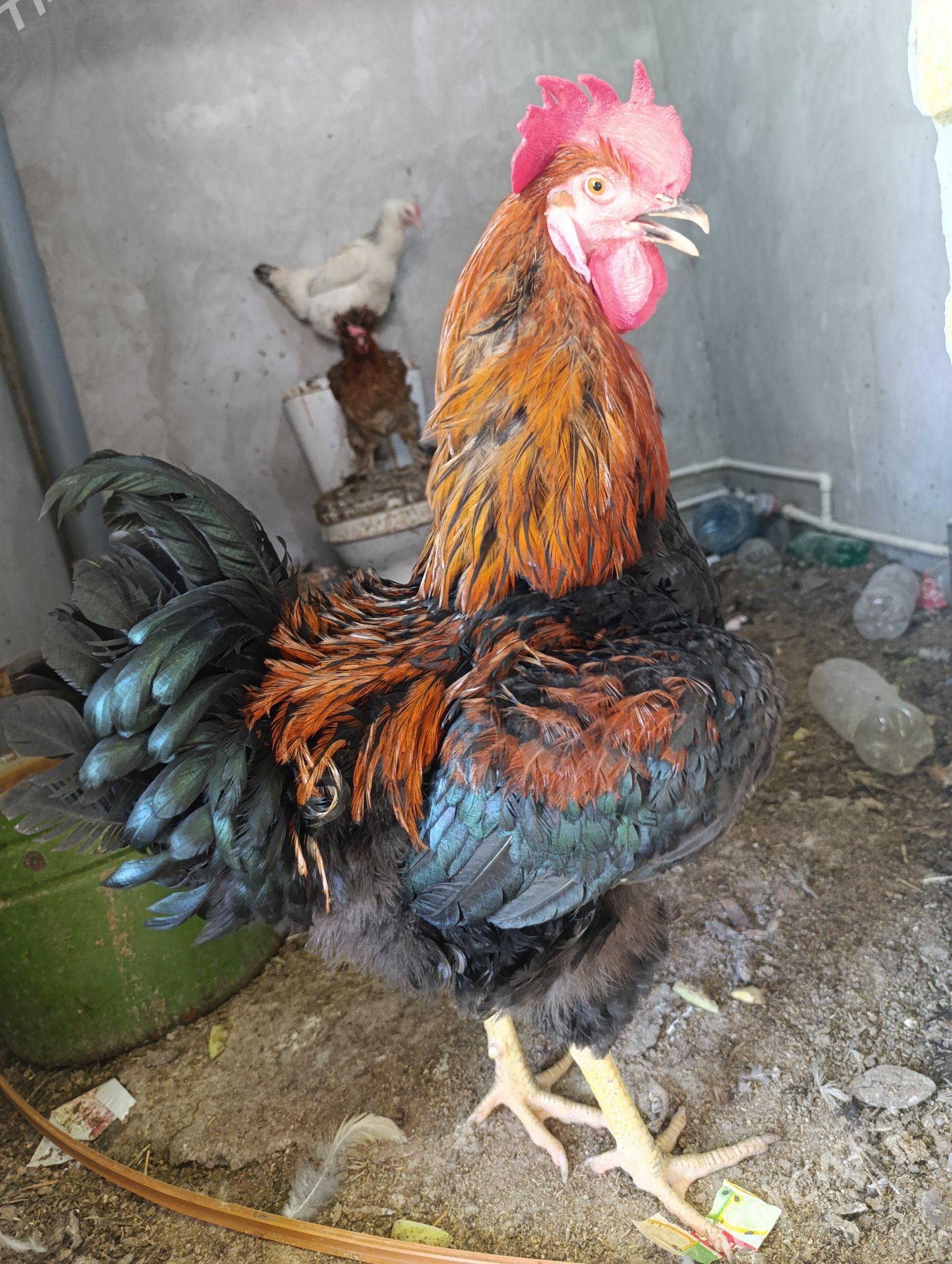 paroda horazlar - Туркменабат - img 1