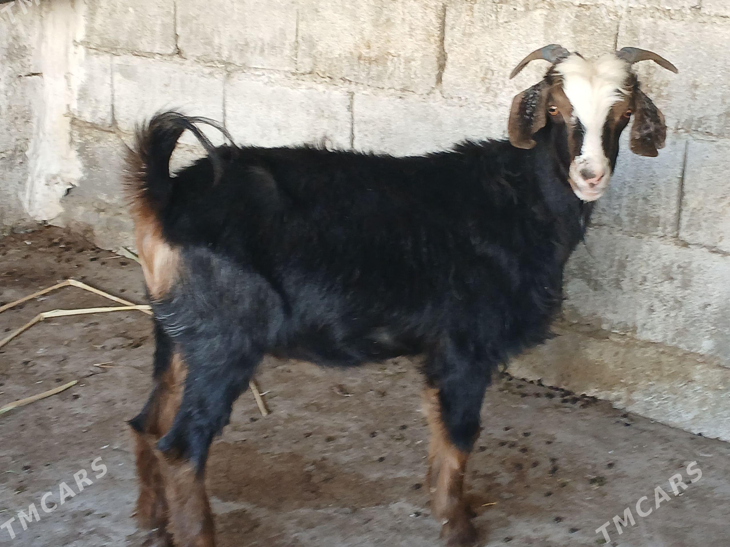 dog geçi - Багир - img 1