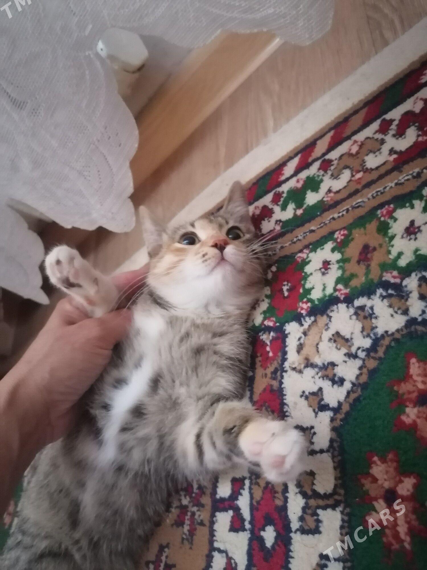 котенок девочка - Ашхабад - img 1