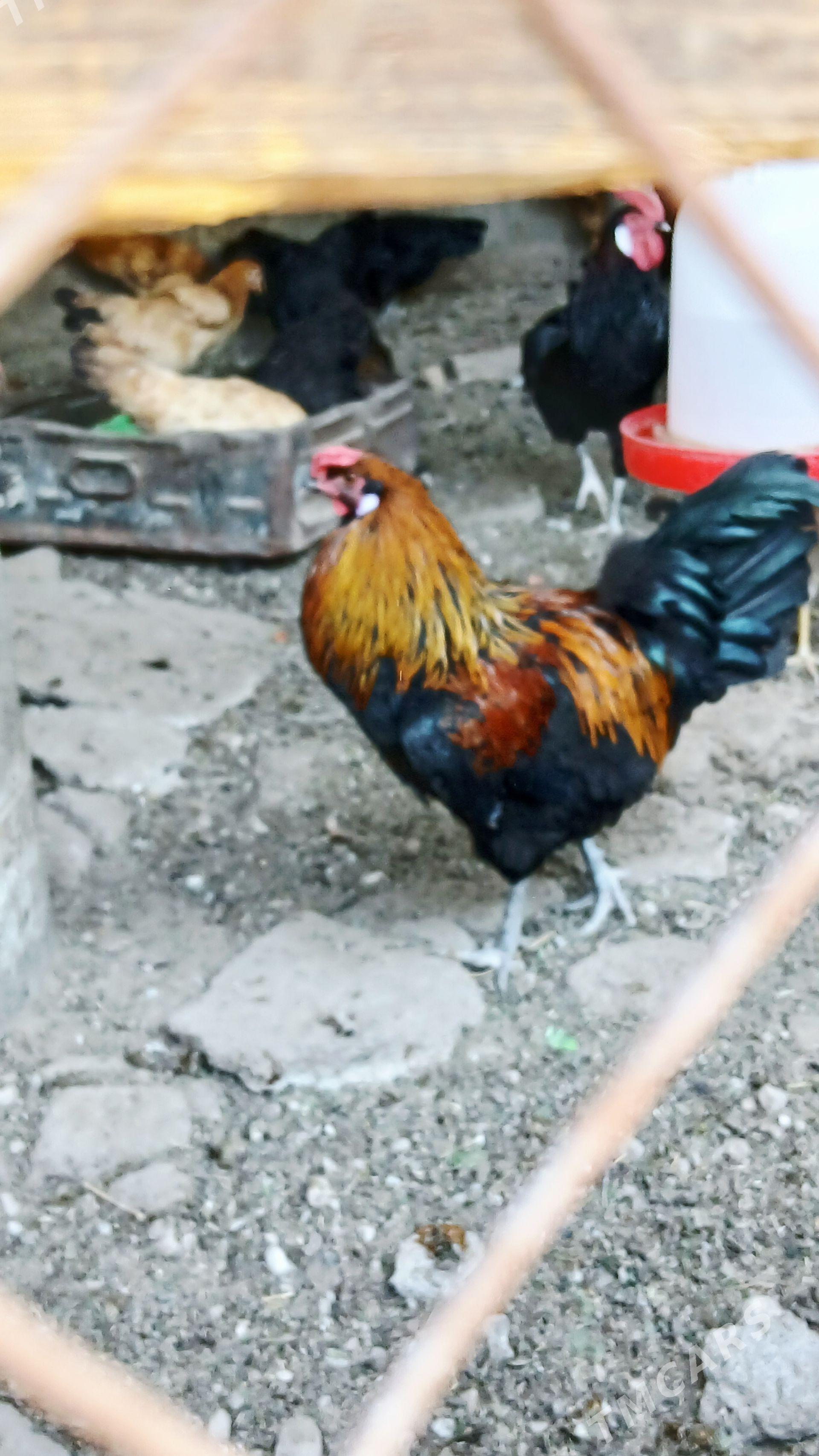 Gara Gyzyl Horaz - Bagyr - img 1