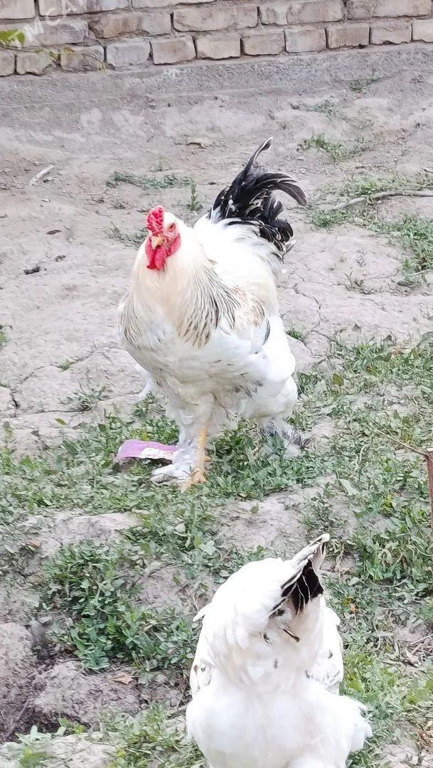 brama we paroda yumurtgasy - Daşoguz - img 1