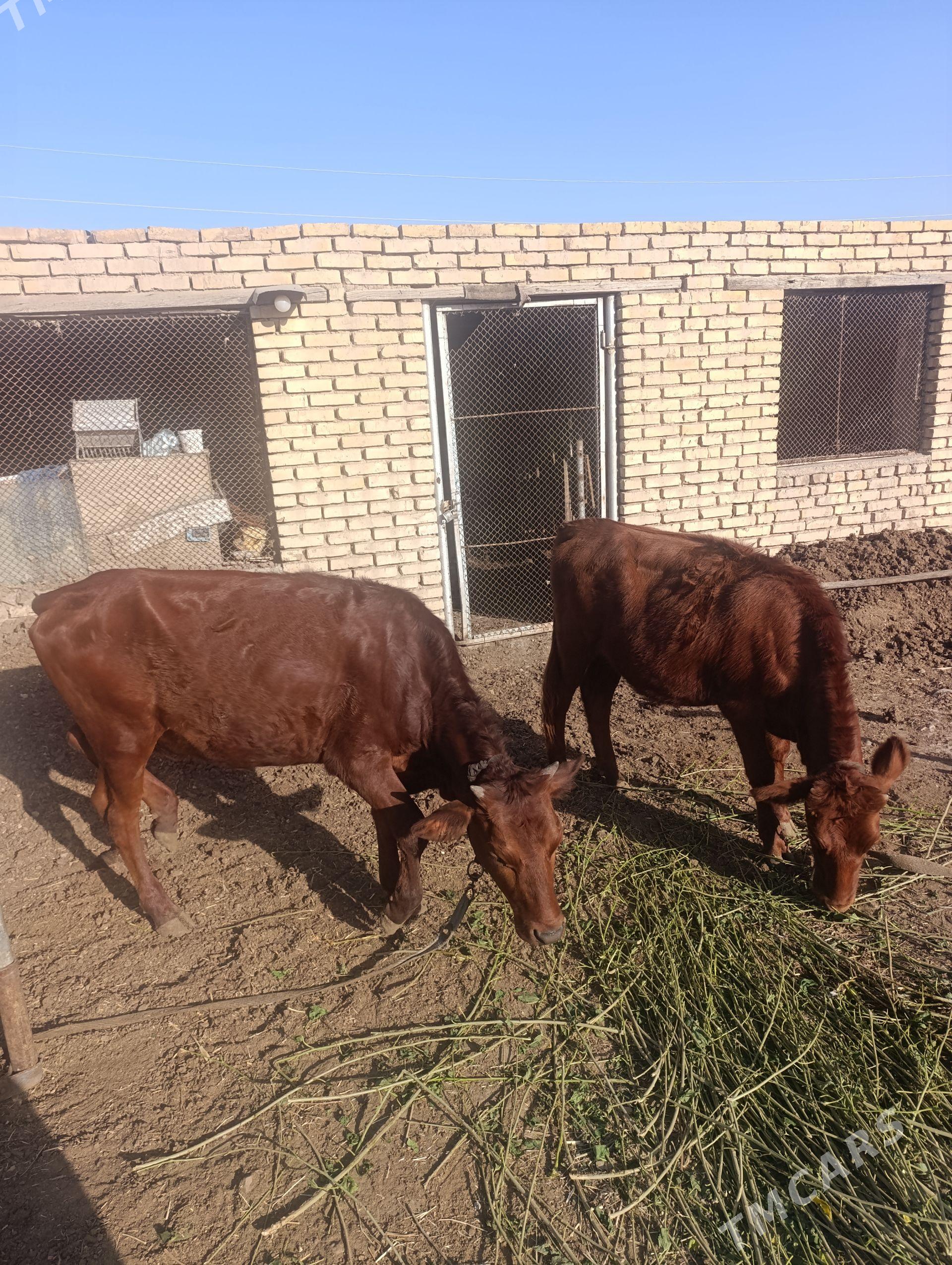 GULANJYN - Mary - img 1