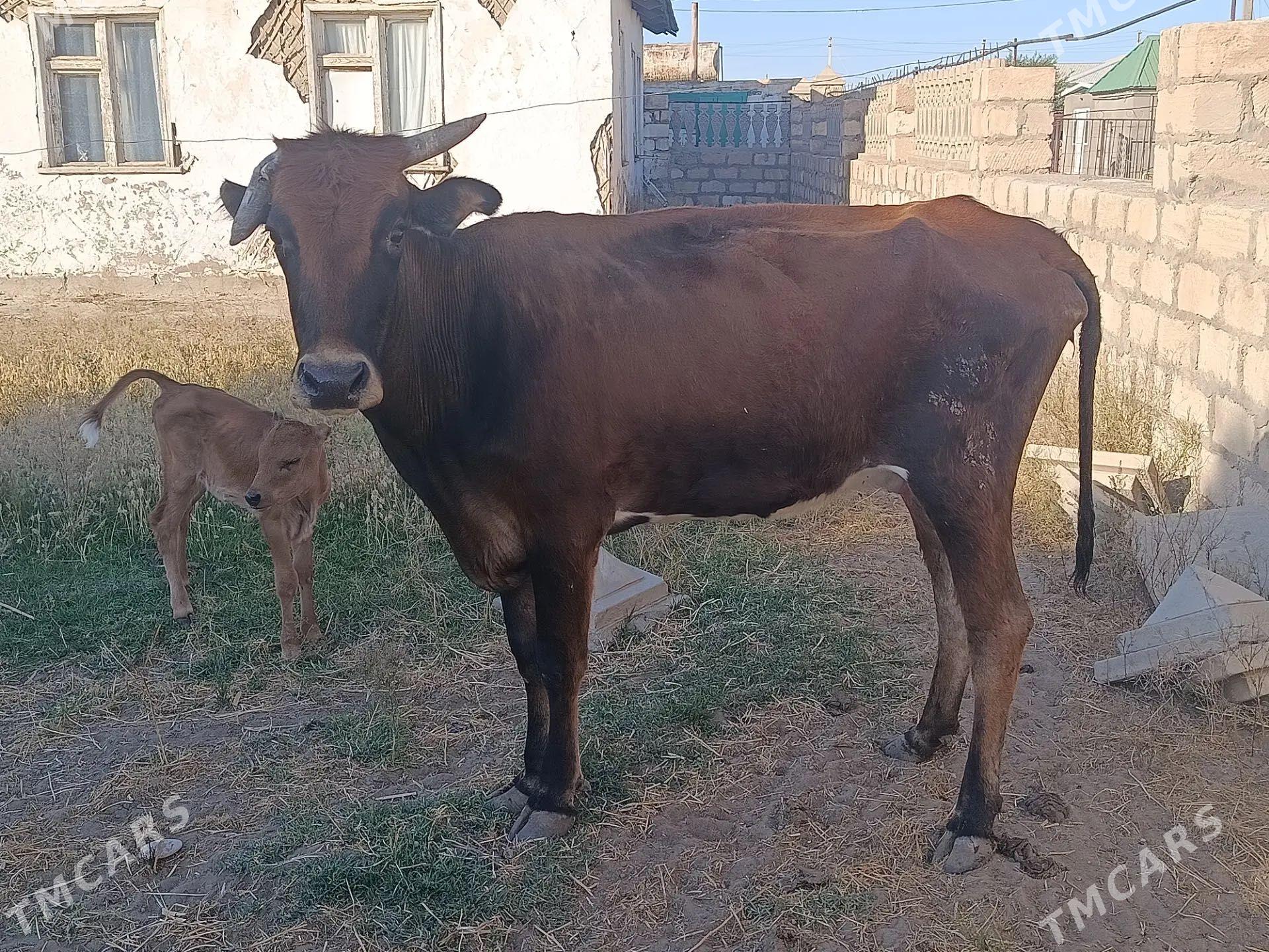 Goleli Sygyr - Bereket - img 1