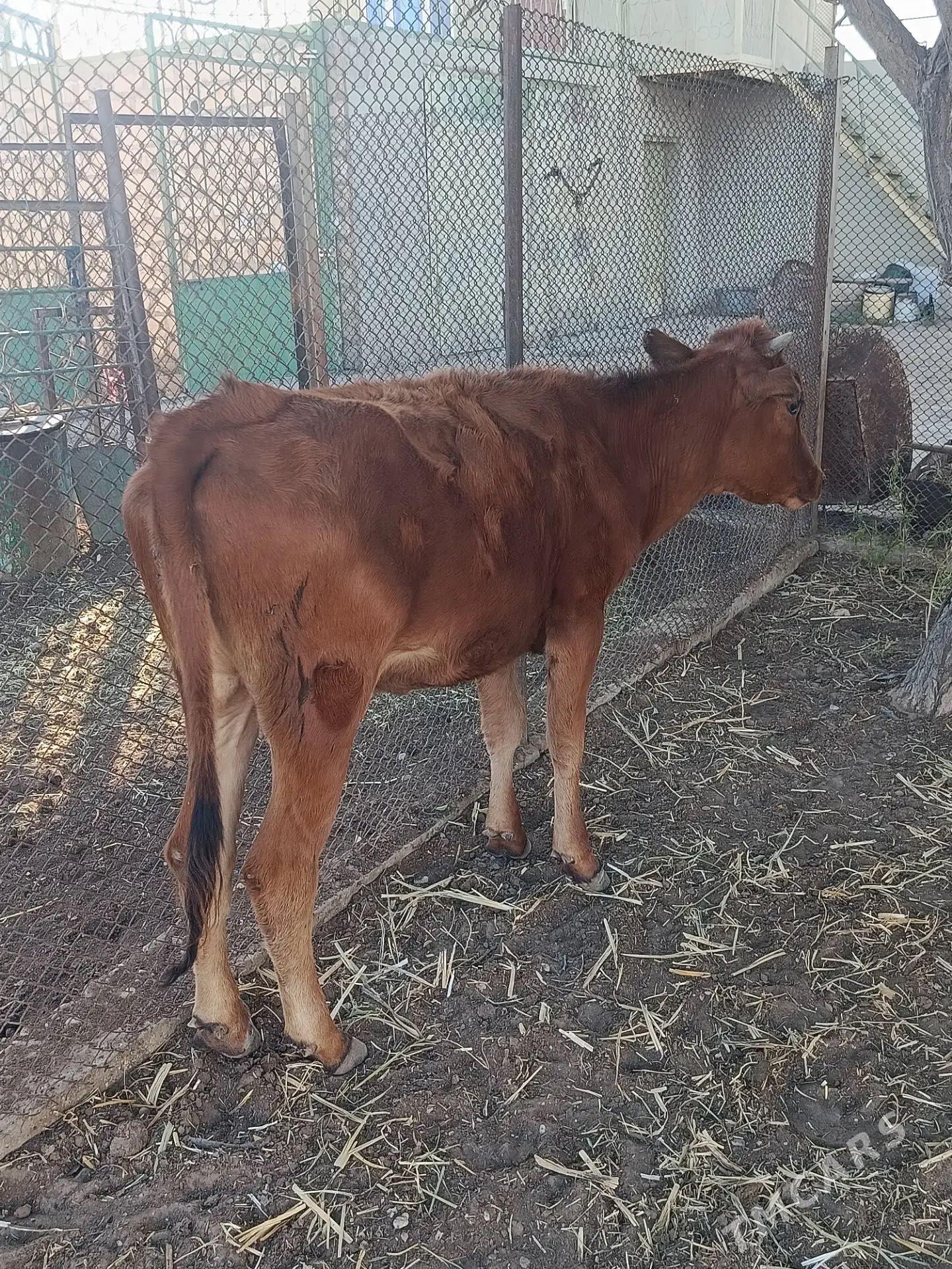 Sygyr gaçar - Bereket - img 1