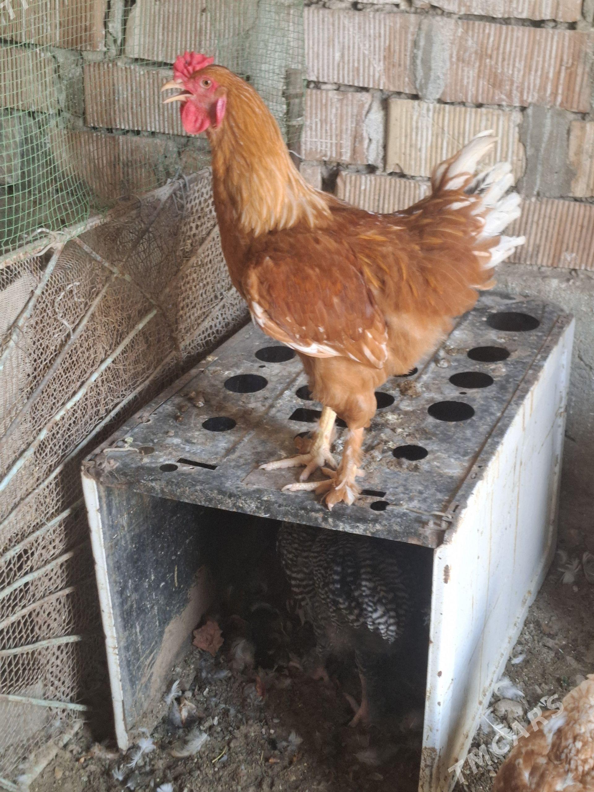 Horoz mıtıs lohman - Гумдаг - img 1