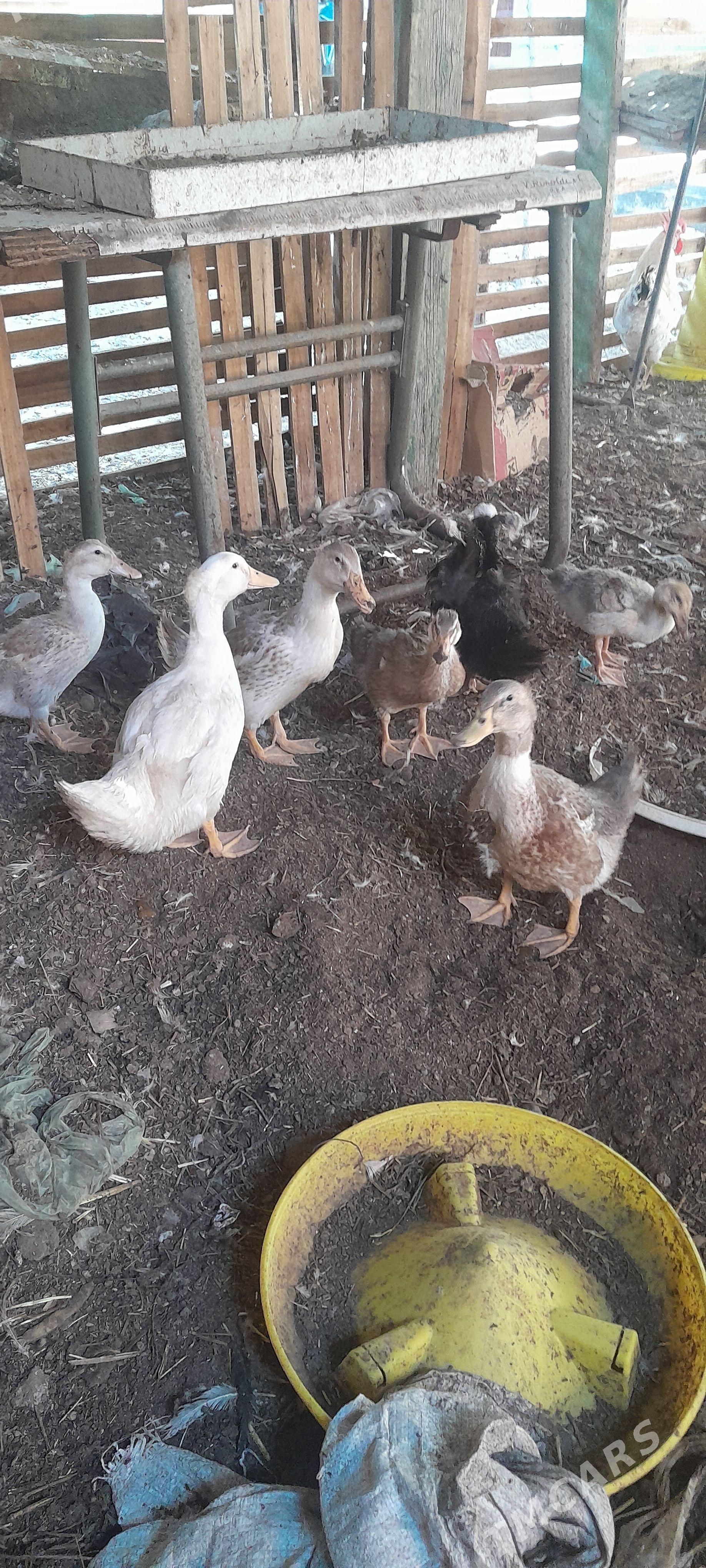 ordek - Çoganly - img 1