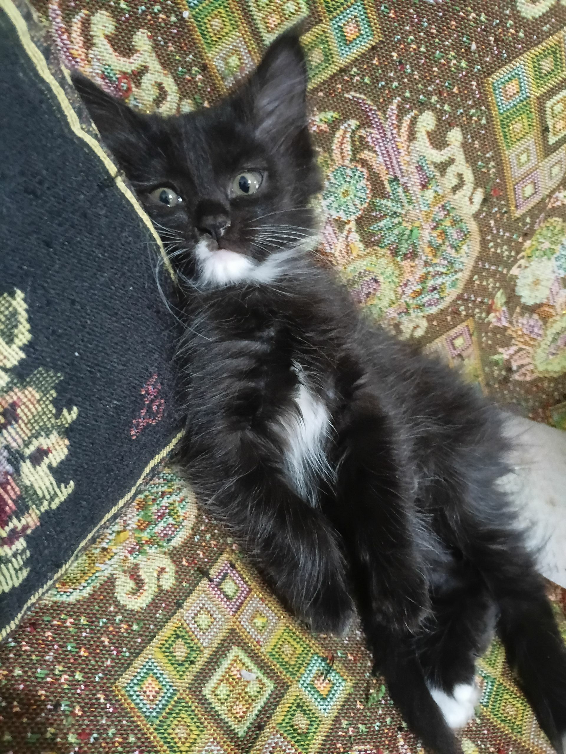 котята - Mary - img 1