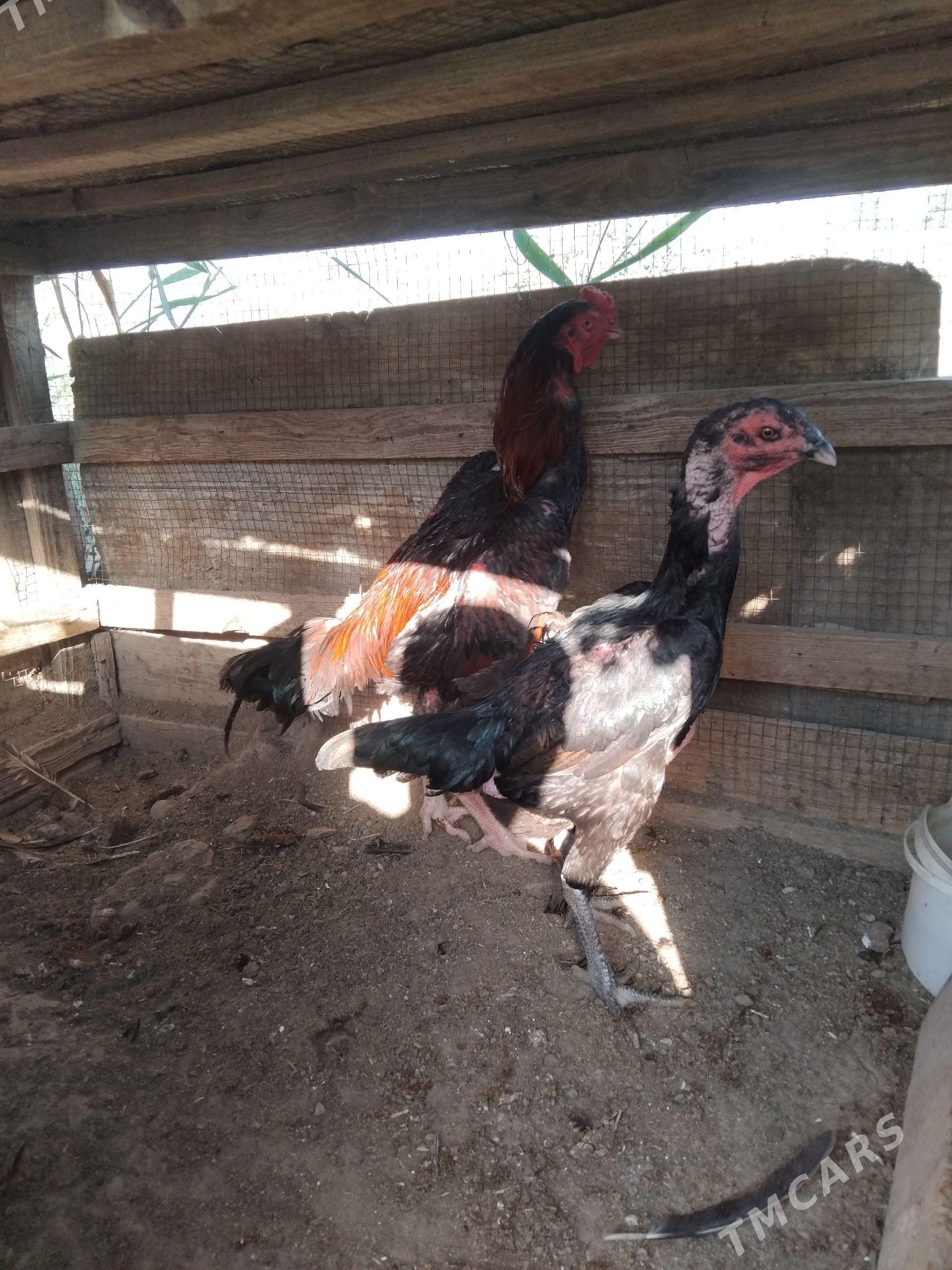 taskent - Çoganly - img 1
