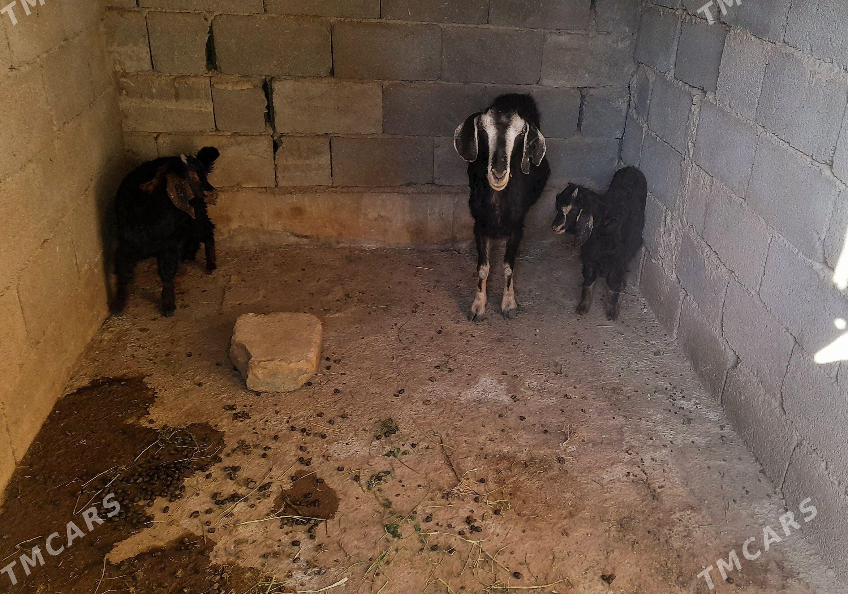 owlak - Gypjak - img 1