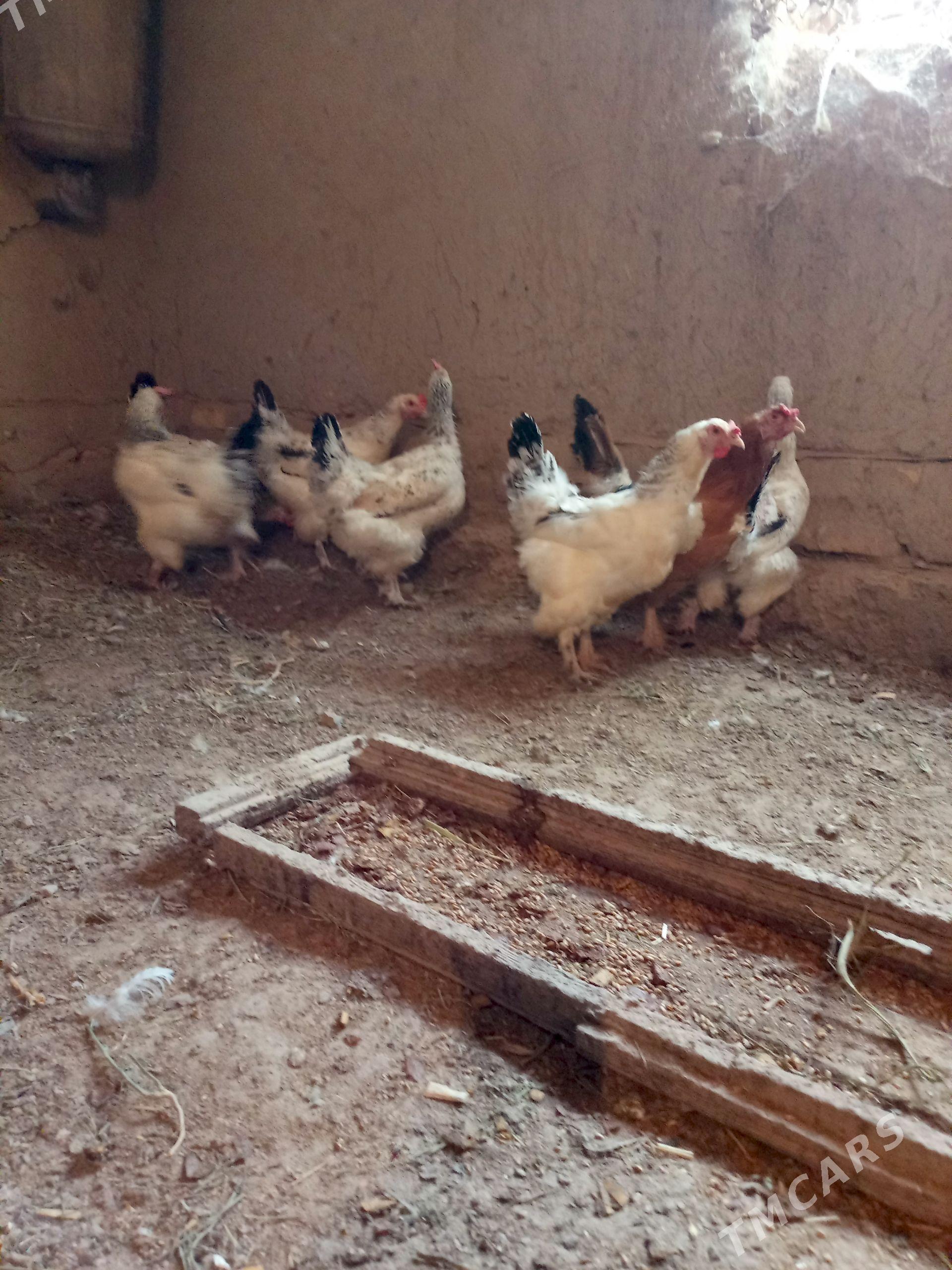brama tovuk - Daşoguz - img 1