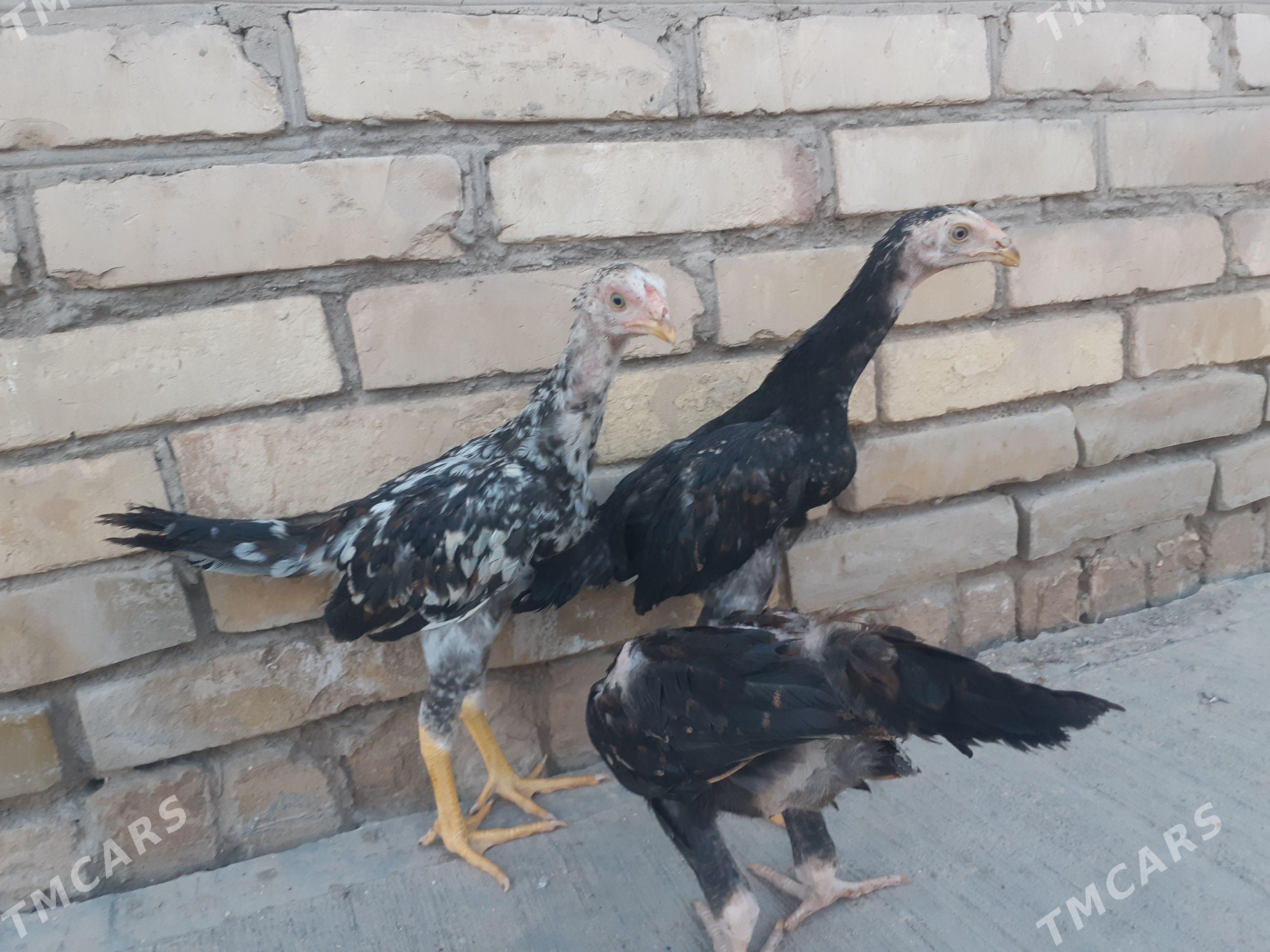 baysov - Çärjew - img 1