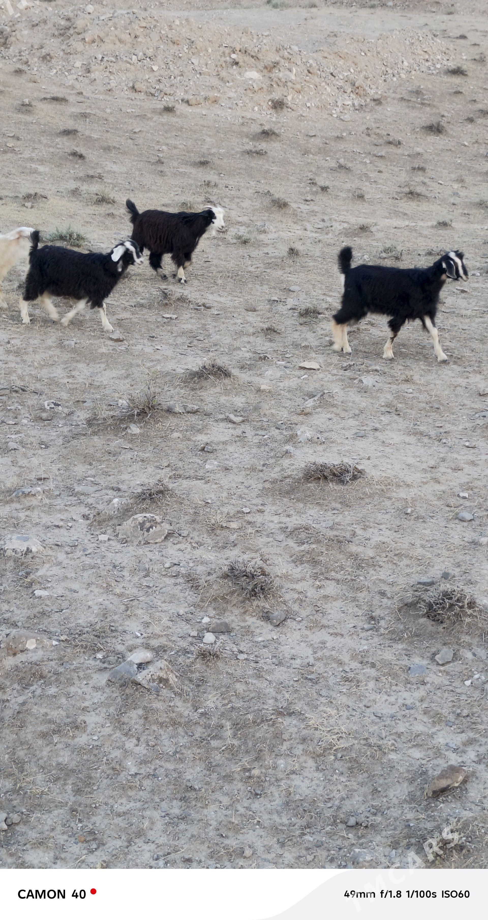 Çewiş - Gyzylarbat - img 1