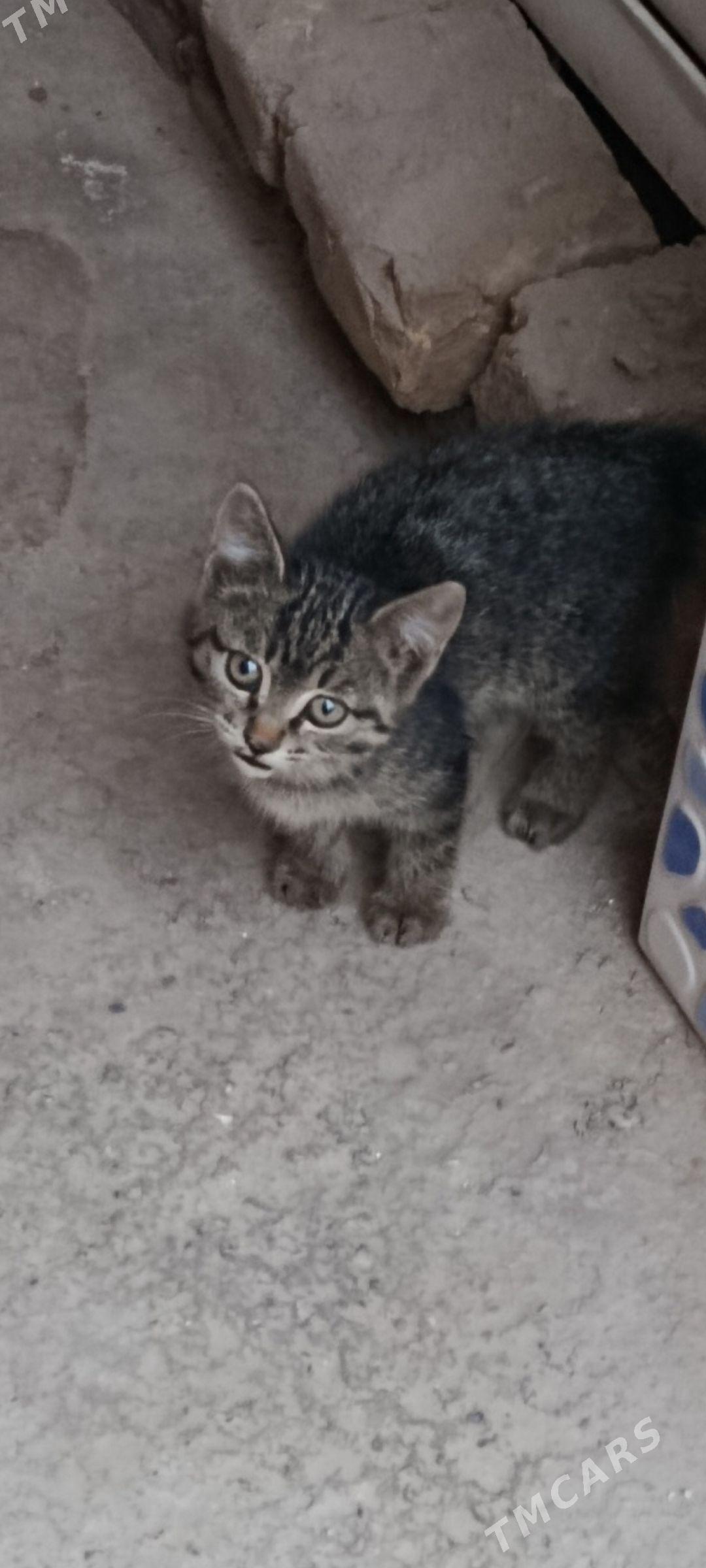 Pişik mugt - Daşoguz - img 1