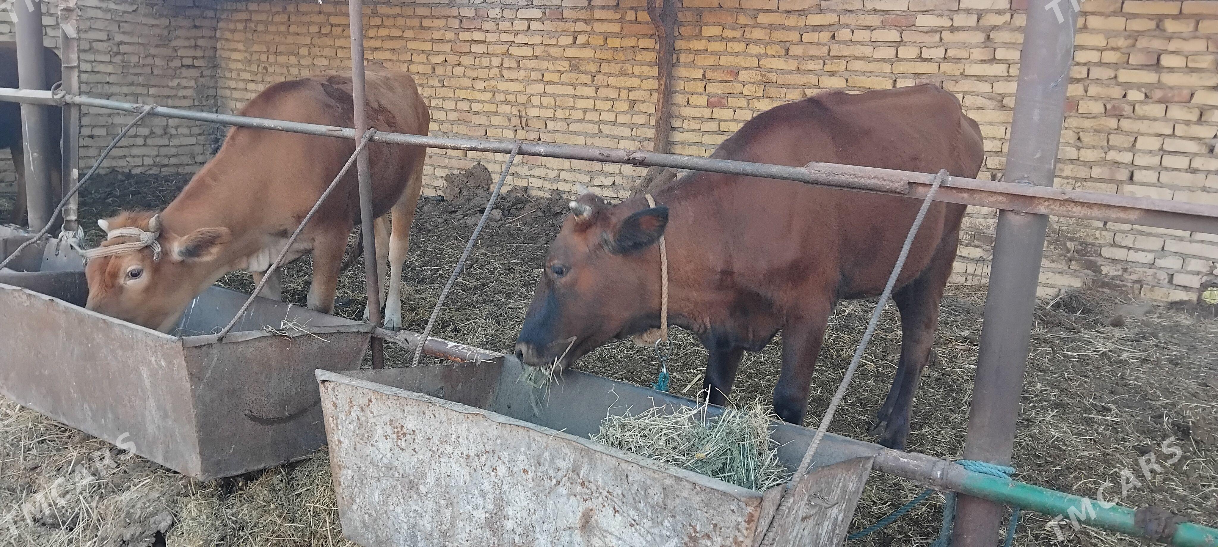 gunajyn - Çärjew - img 1