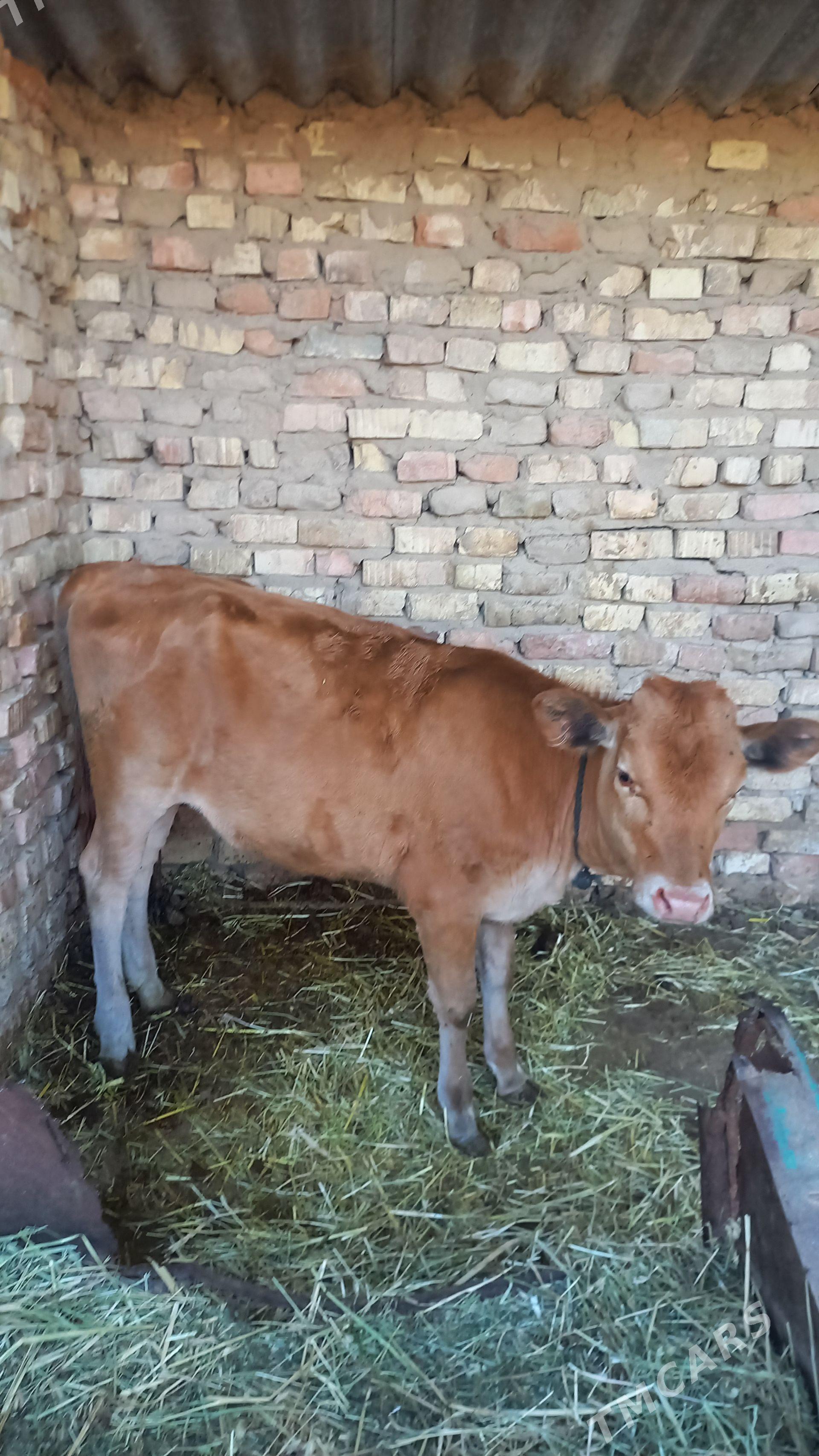 Tuwe - Kaka - img 1