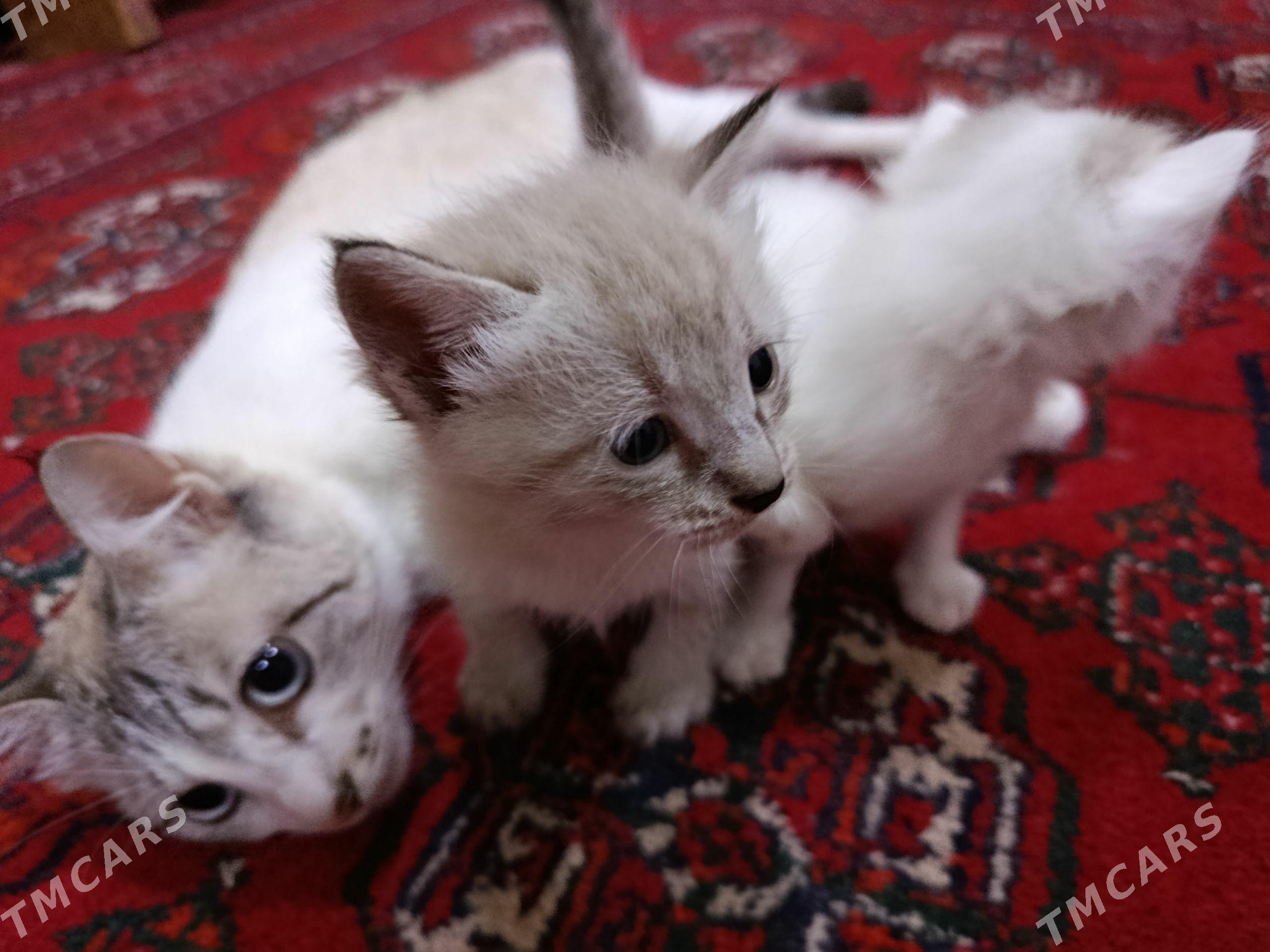 котенок - Дашогуз - img 1