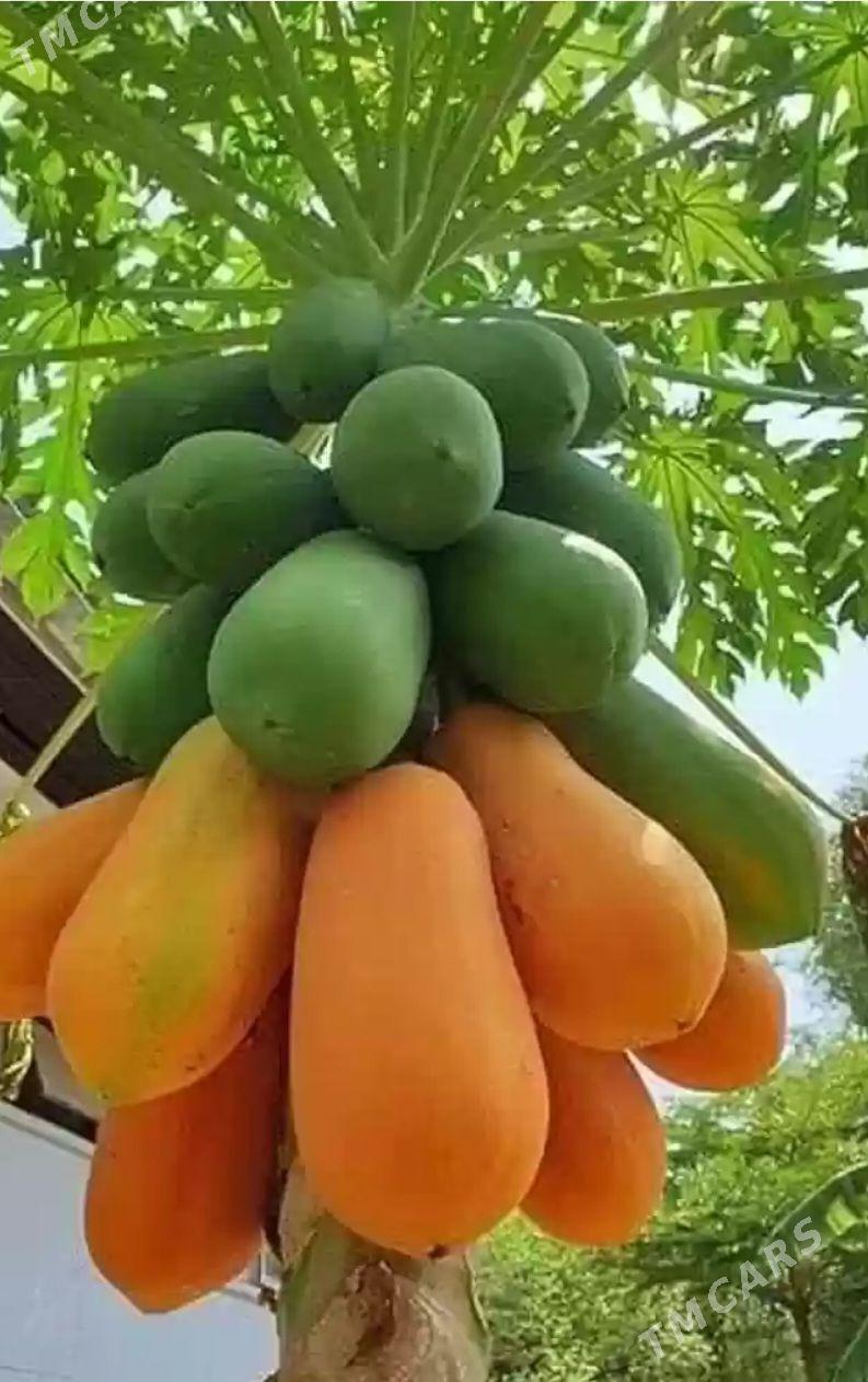 PAPAYA TURK NAHAL - Анев - img 1