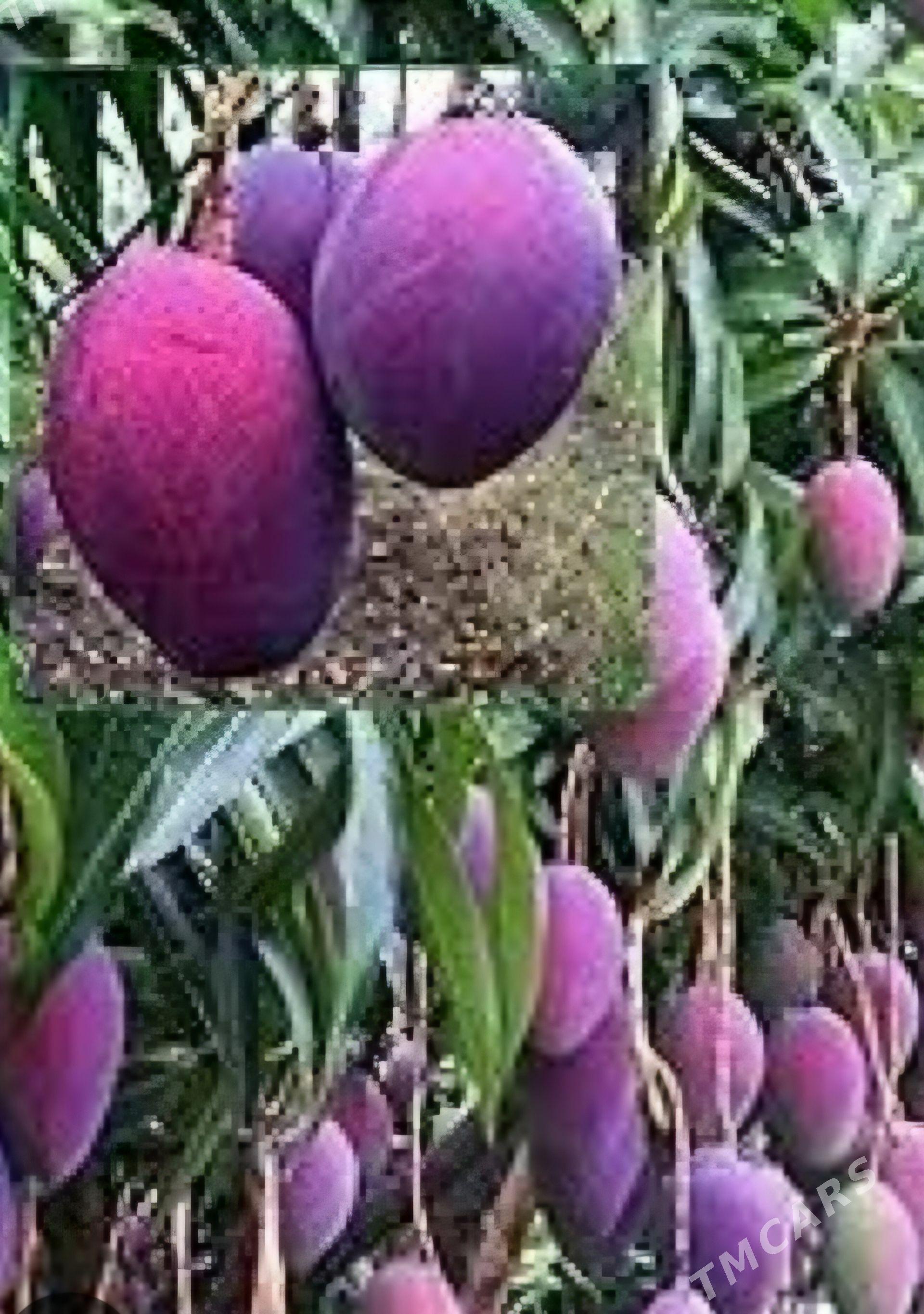 MANGO TURK NAHAL - Änew - img 1
