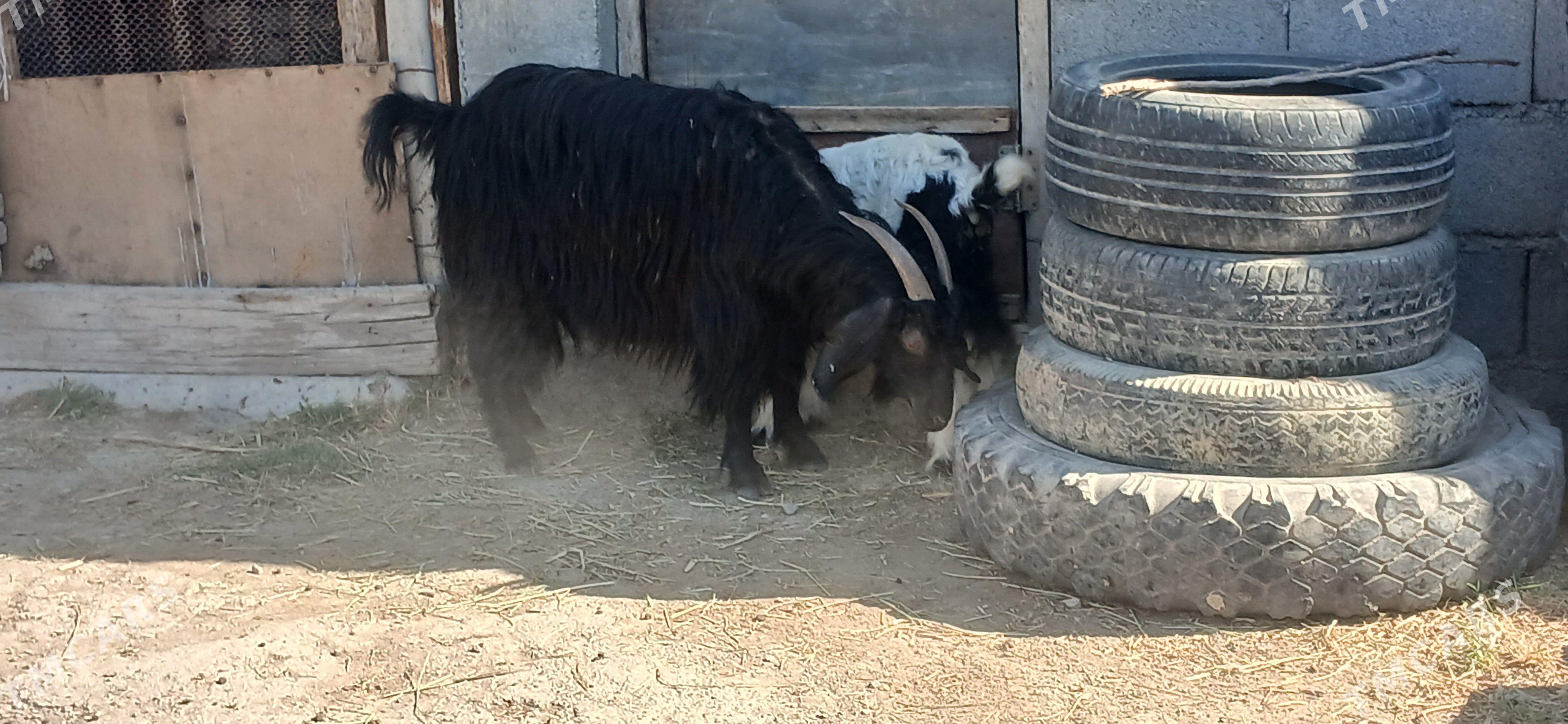Owlakly geçi - Gökdepe - img 1