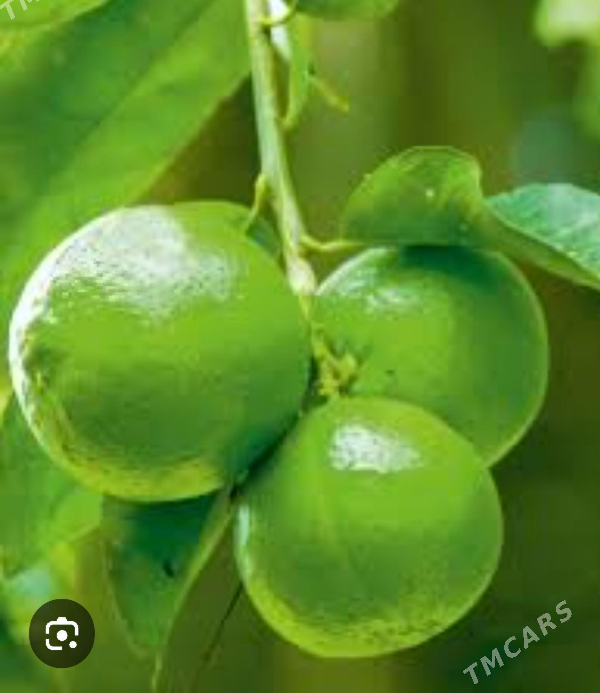 LIME YASYL LIMON TURK NAHAL - Änew - img 1