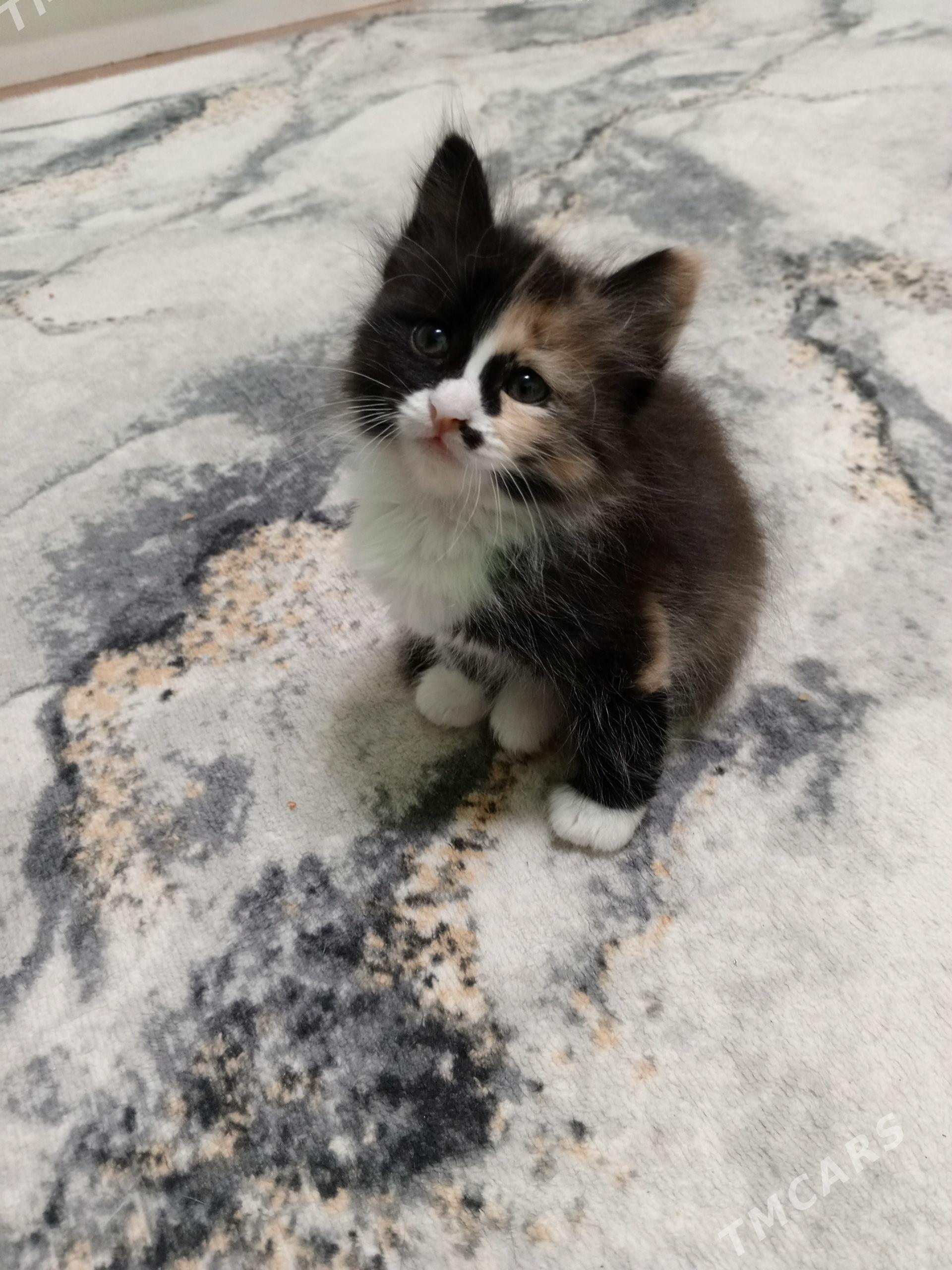 котенок - Туркменбаши - img 1