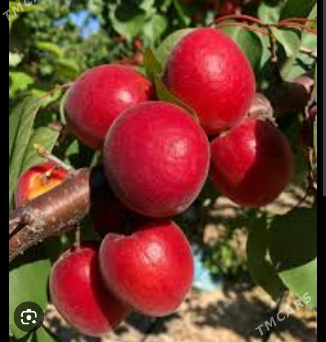 NEKDARIN TURK NAHAL - Änew - img 1