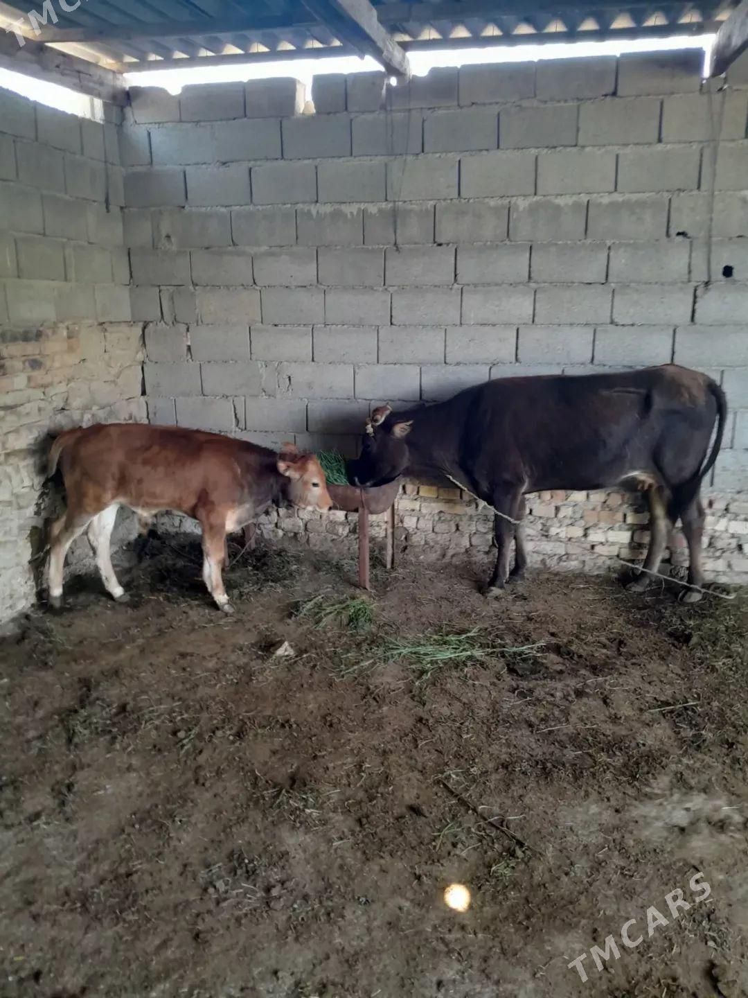 goleli sygyr - Gyzylarbat - img 1