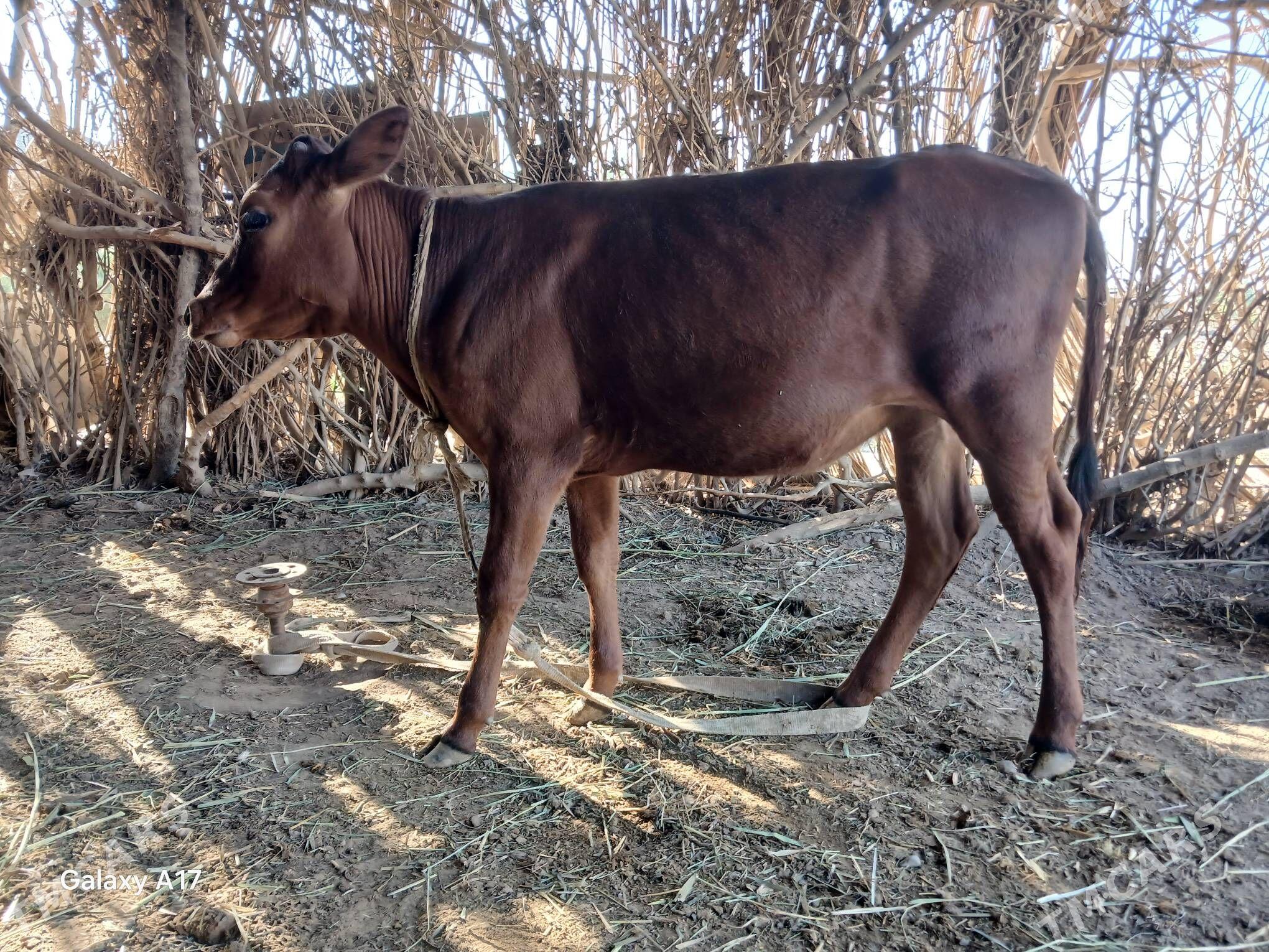Gulajyn - Wekilbazar - img 1