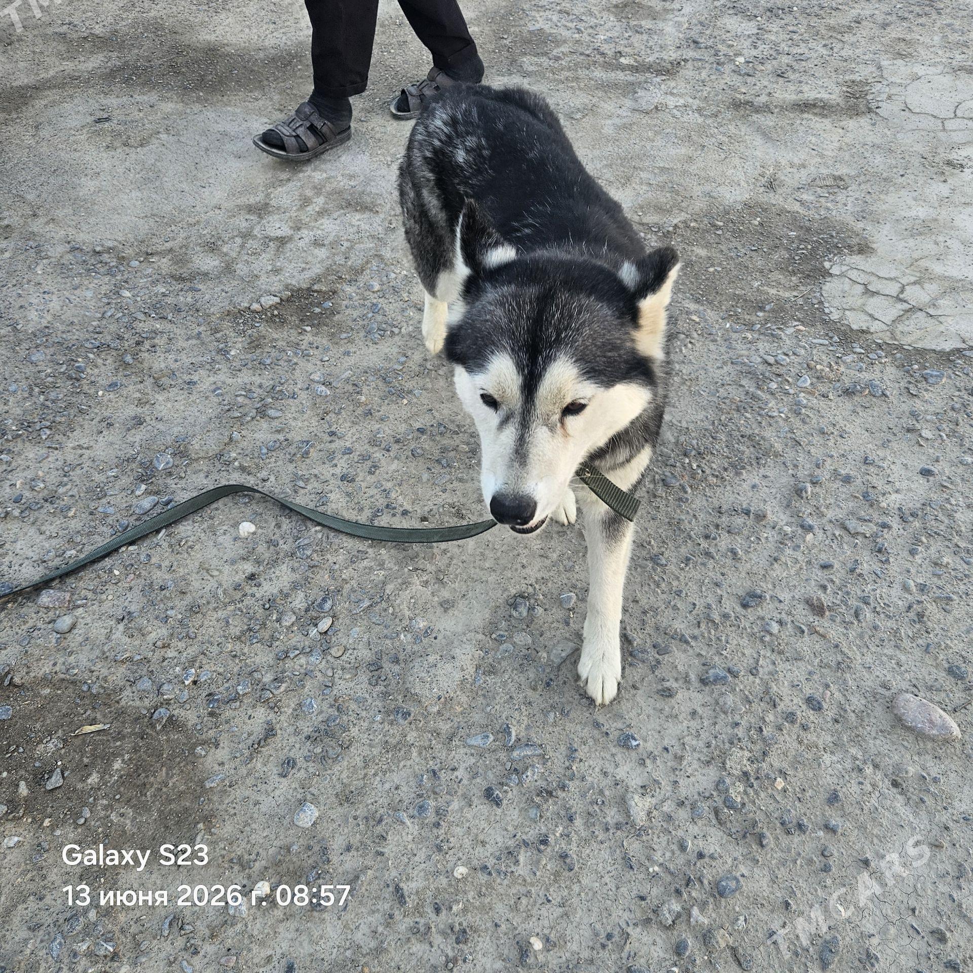 asky gujijek - Мургап - img 1