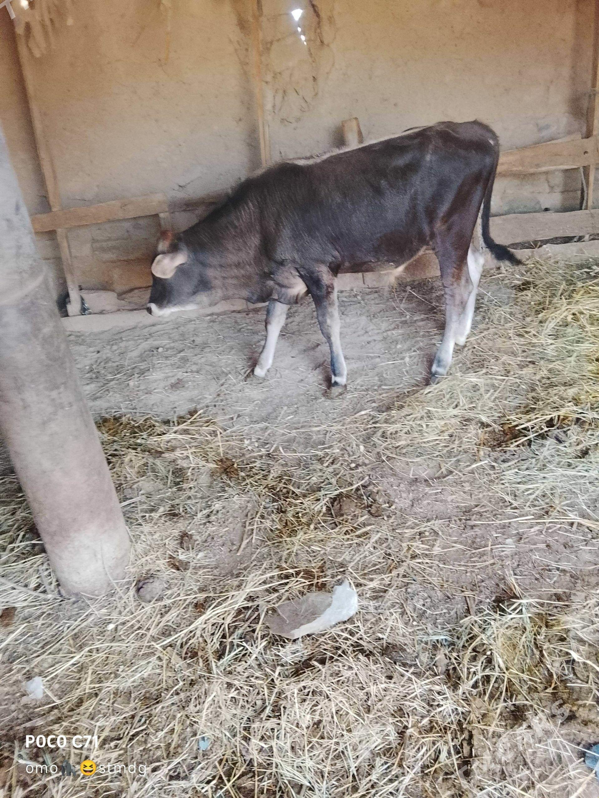 Öküz - Magtymguly - img 1