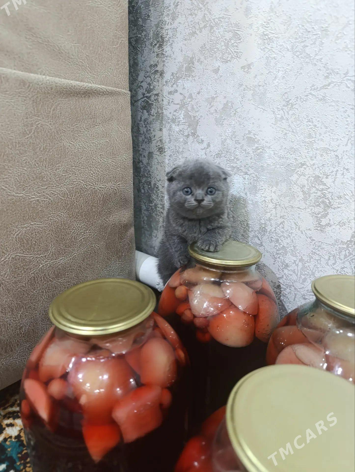 котята британские вислрушки - Türkmenabat - img 1