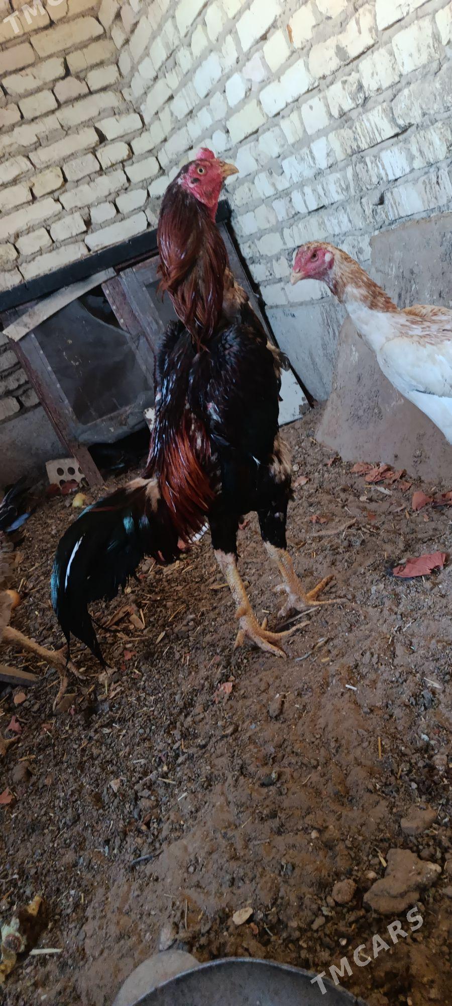 Taşkent - Mary - img 1