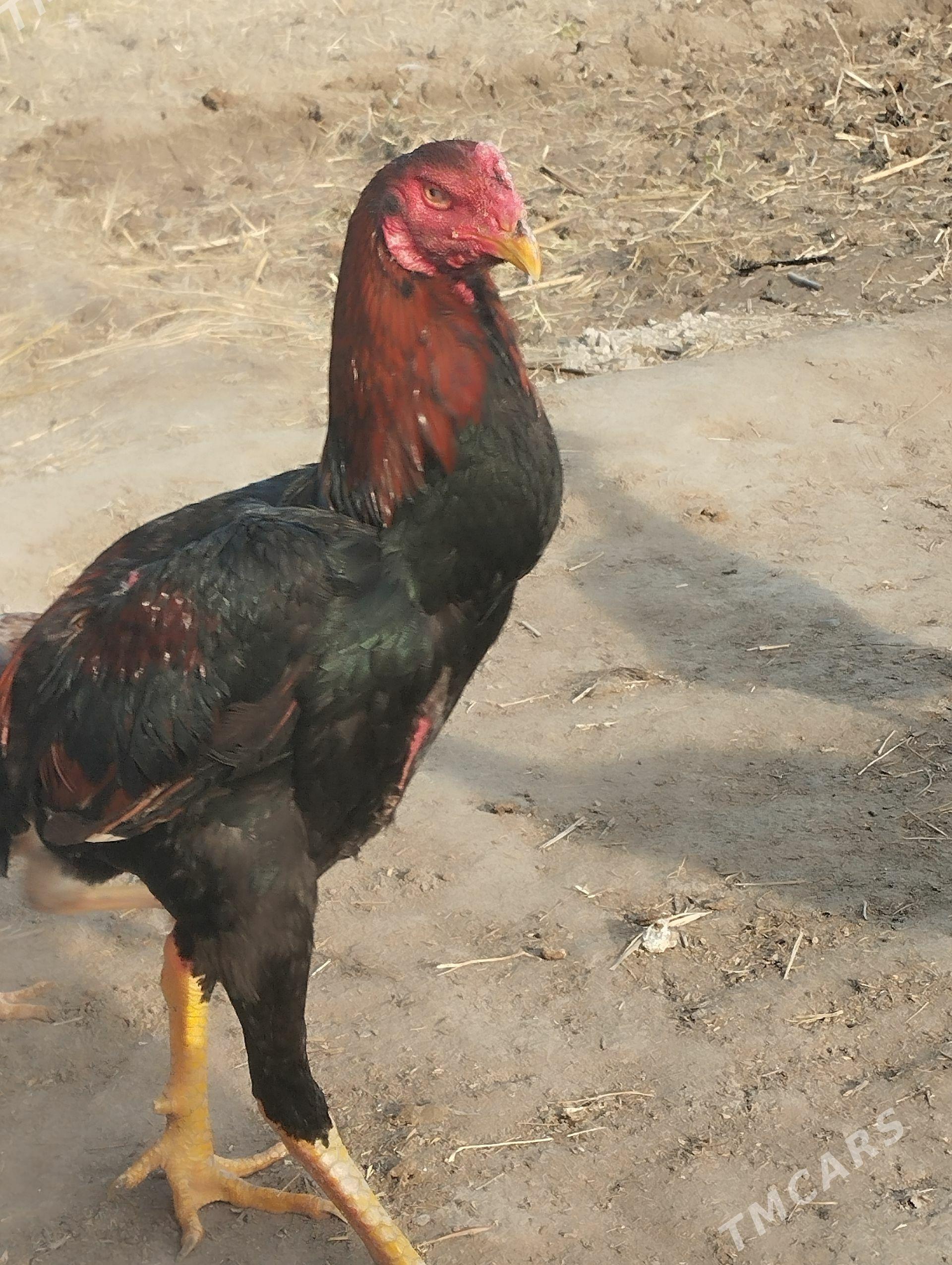 Boyes towuklar - Murgap - img 1