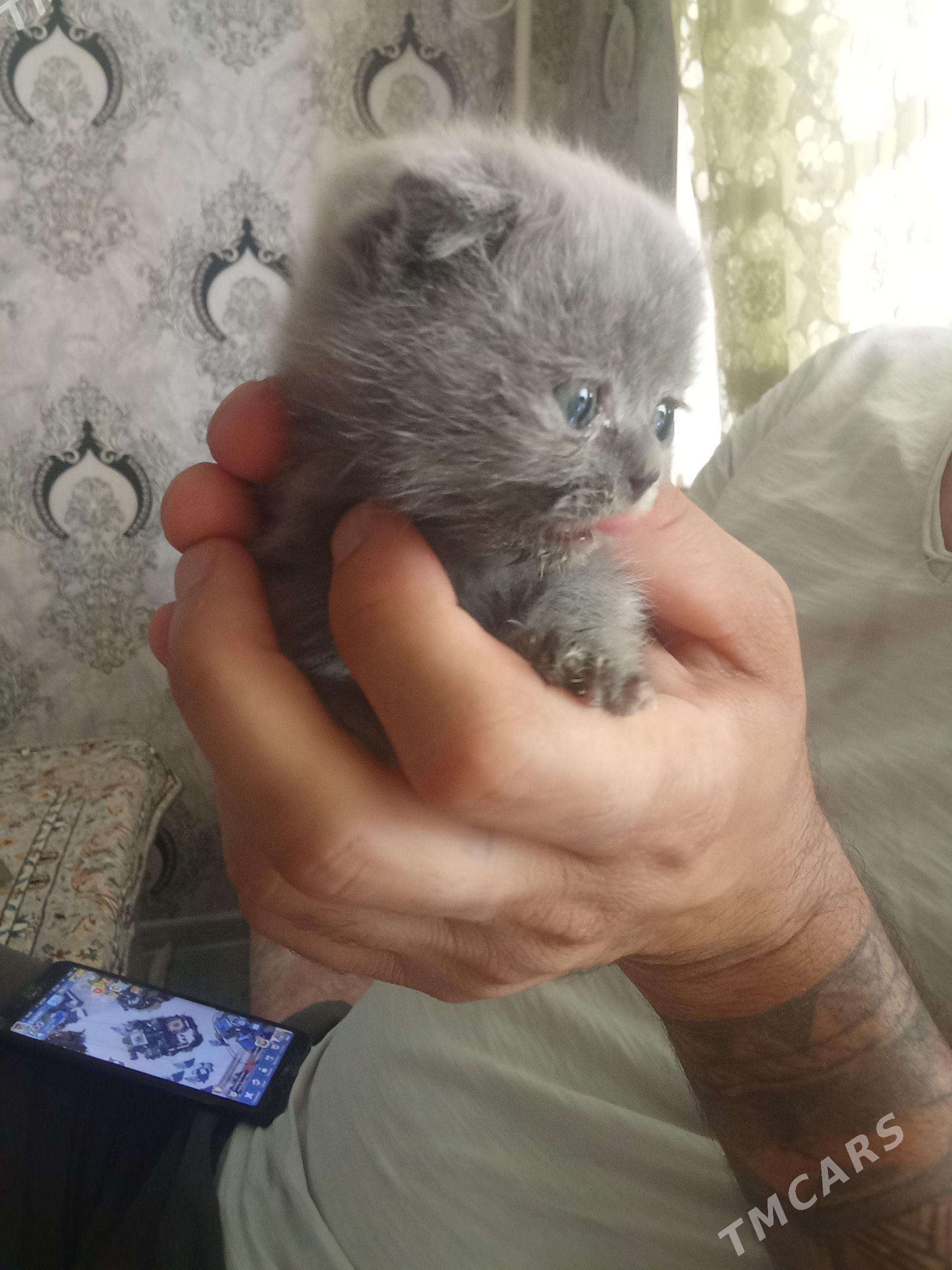 котенок породистый вислоухий - Туркменабат - img 1
