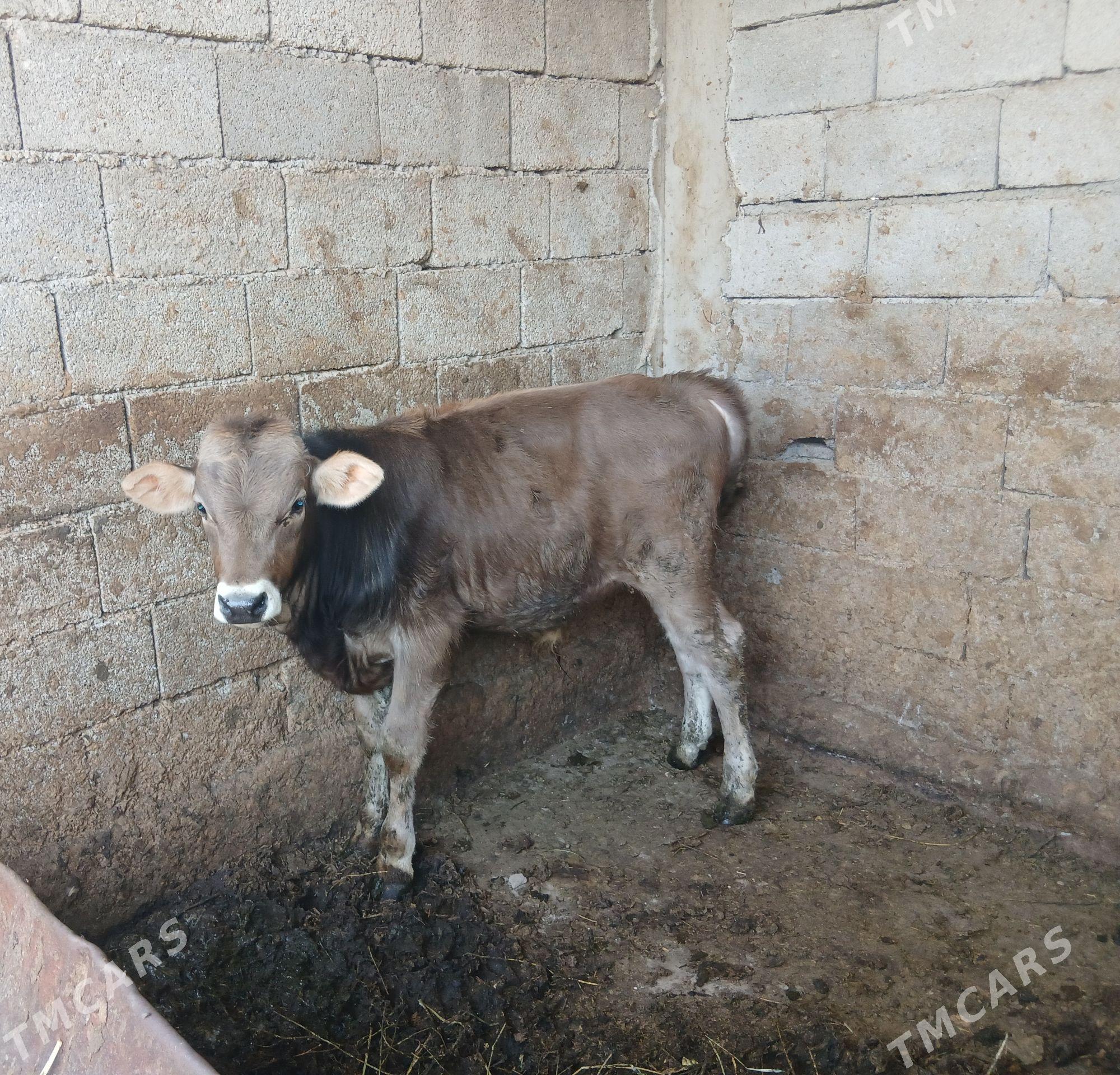 OKUZCE - Aşgabat - img 1