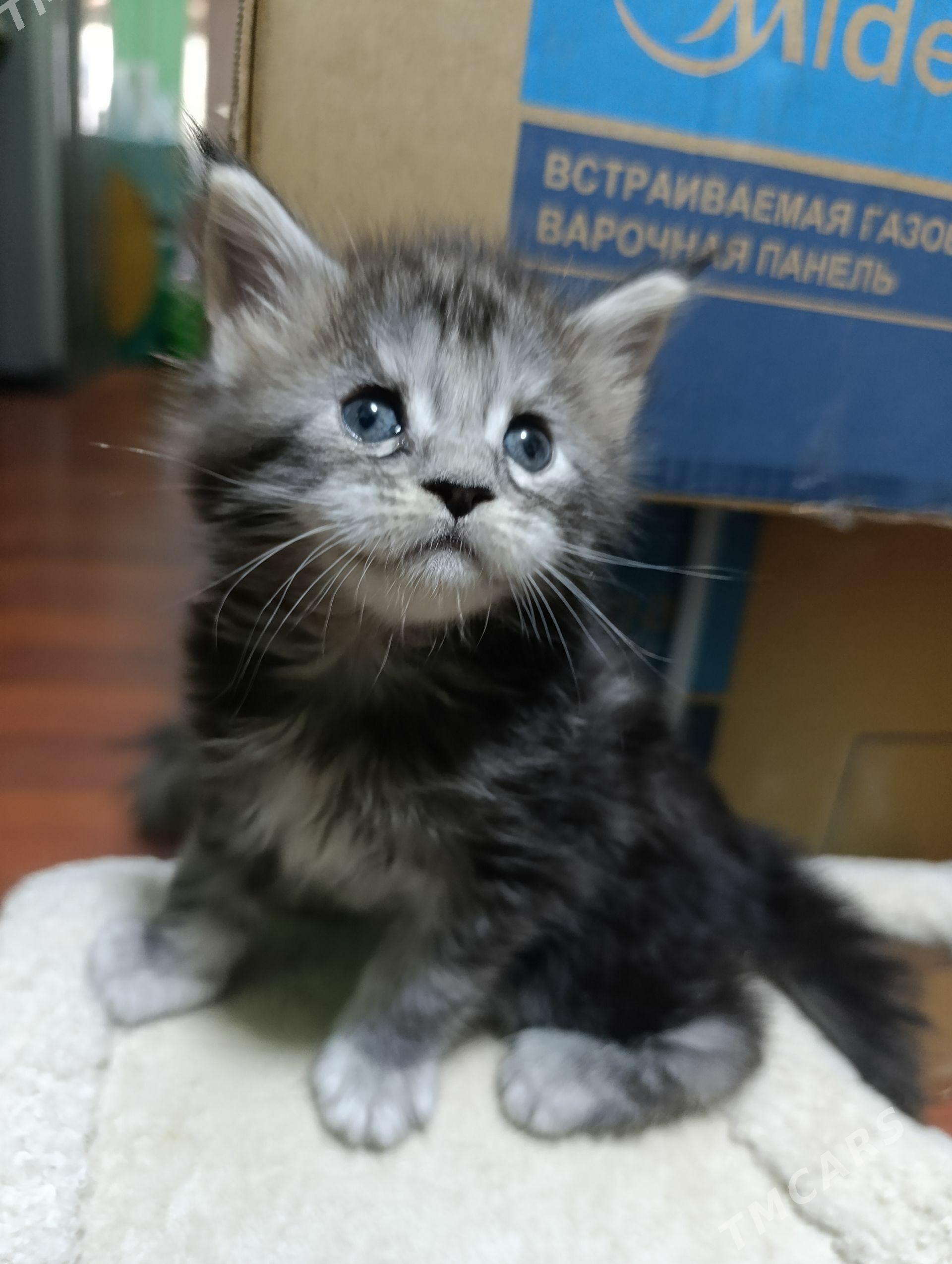 котята - Ашхабад - img 1